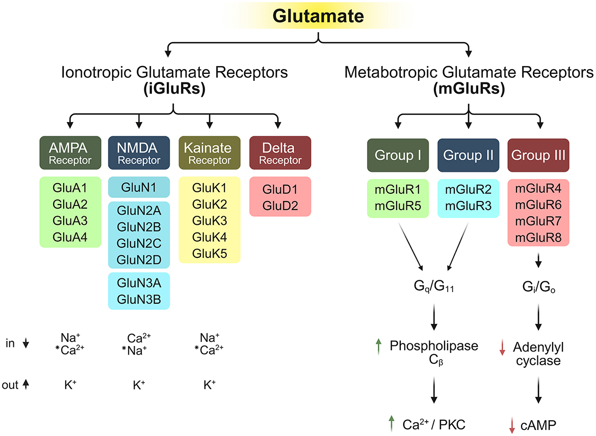 Diagram showing the classification of glutamate receptors into ionotropic (iGluRs) and metabotropic (mGluRs) types. Ionotropic receptors include AMPA, NMDA, Kainate, and Delta receptors, with respective subunits listed. Ion fluxes for sodium, calcium, and potassium are indicated. Metabotropic receptors are divided into Group I (mGluR1, mGluR5), Group II (mGluR2, mGluR3), and Group III (mGluR4, mGluR6, mGluR7, mGluR8). Downstream effects include phospholipase Cβ activation, calcium and PKC increase, adenylyl cyclase inhibition, and cAMP alteration.