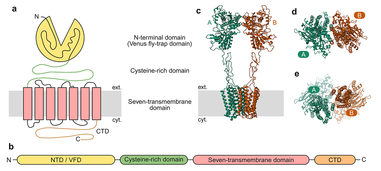 Diagram showing general architecture of mGluRs (a) A schematic illustrating the N-terminal domain (Venus fly-trap domain) in yellow, a cysteine-rich domain in green, and a seven-transmembrane domain in pink. (b) A linear polypeptide representation outlining the sequence: NTD/VFD, cysteine-rich domain, seven-transmembrane domain, and the CTD. (c) The 3D structure of mGluR2 homomer, including labels for external (ext.) and cytoplasmic (cyt.) regions, with depictions of domains A and B in green and orange respectively. (d) The NTD/VMD, viewed from the outside of the cell toward the cytosol. (e) The seven-transmembrane domain, viewed from the cytosol toward the exterior of the cell.
