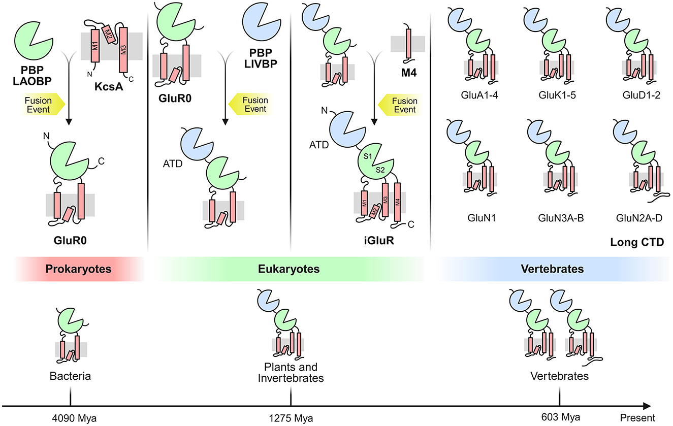 Diagram tracing the evolution of ionotropic glutamate receptors. It shows fusion events from prokaryotes (4090 million years ago) to eukaryotes (1275 million years ago) and vertebrates (603 million years ago), illustrating transitions from GluR0 to various iGluR subtypes across different groups.