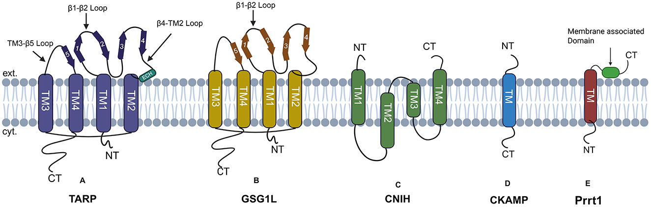 Diagram depicting various transmembrane proteins within a lipid bilayer. Sections labeled TARP, GSG1L, CNIH, CKAMP, and Prrt1 are shown with structures such as loops and domains. Extracellular and cytoplasmic regions are indicated, along with labels for specific loops and domains.