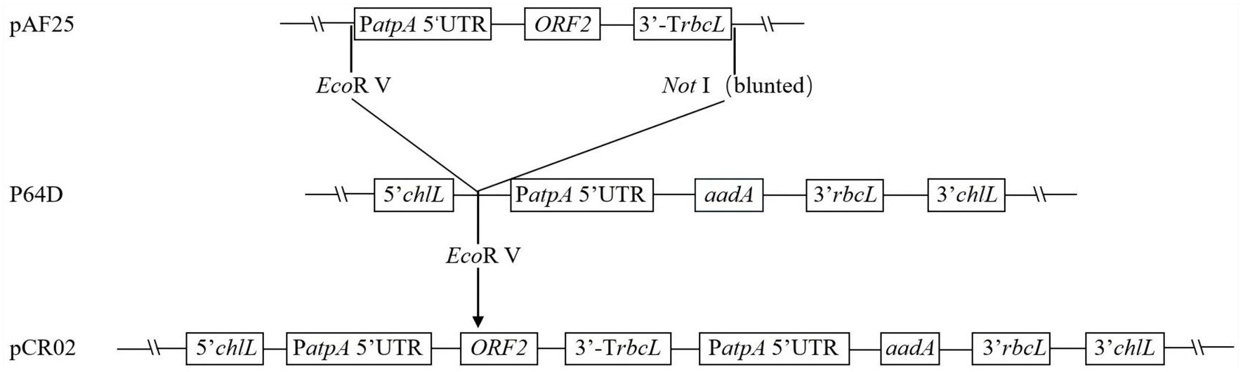 Diagram showing three plasmid constructs: pAF25, P64D, and pCR02. pAF25 contains elements “PatpA 5' UTR,” “ORF2,” “3'-TrbcL.” P64D includes “5' chlL,” “PatpA 5' UTR,” “aadA,” “3' rbcL,” and “3' chlL.” pCR02 joins sequences from pAF25 and P64D using “EcoR V” and “Not I” restriction sites, containing elements “5' chlL,” “PatpA 5' UTR,” “ORF2,” “3'-TrbcL,” “PatpA 5' UTR,” “aadA,” “3' rbcL,” and “3' chlL.