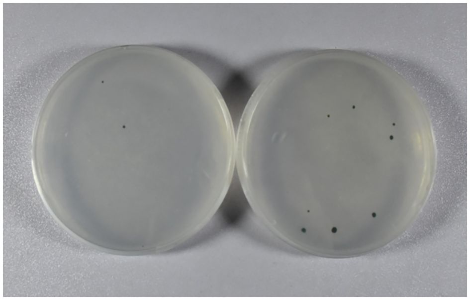 Two petri dishes are shown side by side. The left dish has a smooth, clear surface with few visible spots, while the right dish displays multiple small black spots scattered across its surface, indicating growth or contamination.