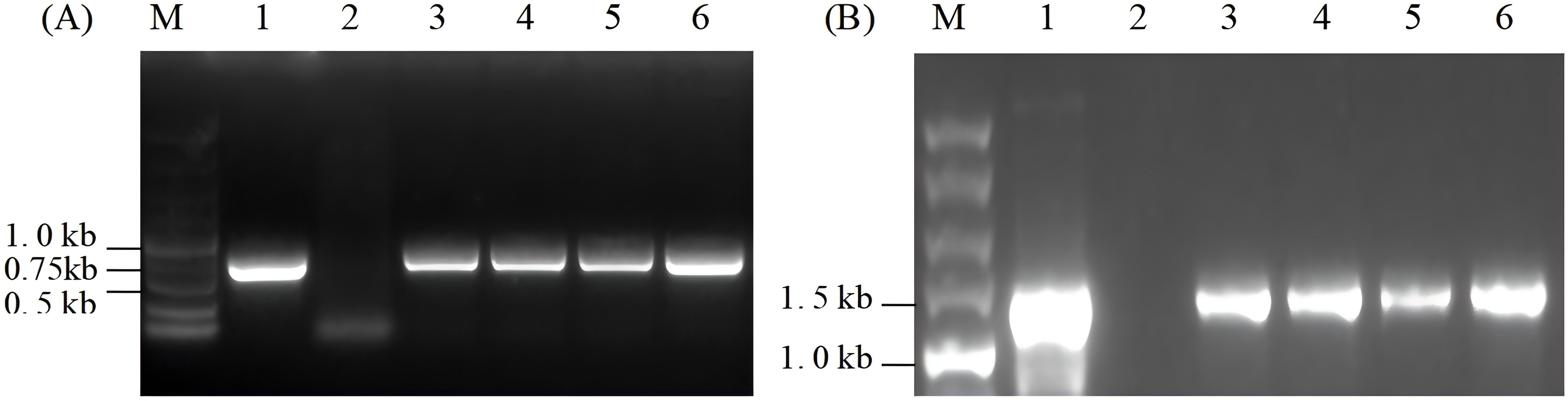 Gel electrophoresis image showing two separate gels. The left gel has lane markers 1 to 6 with bands indicating DNA fragments around 0.5, 0.75, and 1.0 kilobases. The right gel also includes lane markers 1 to 6, with DNA fragments around 1.0 and 1.5 kilobases. The markers (M) in both gels serve as size references.