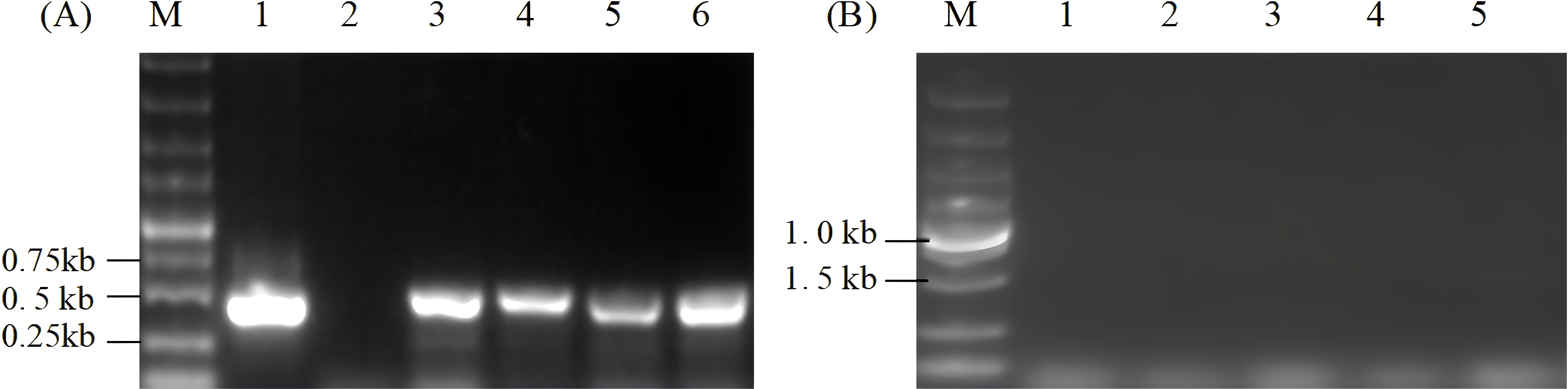 Two gel electrophoresis images display DNA bands. The left gel shows six lanes labeled M, 1 to 6, with bands at approximately 0.25 kilobases, 0.5 kilobases, and 0.75 kilobases. The right gel shows five lanes labeled M, 1 to 5, with bands at 1.0 kilobases and 1.5 kilobases. Markers appear in lane M on both gels.