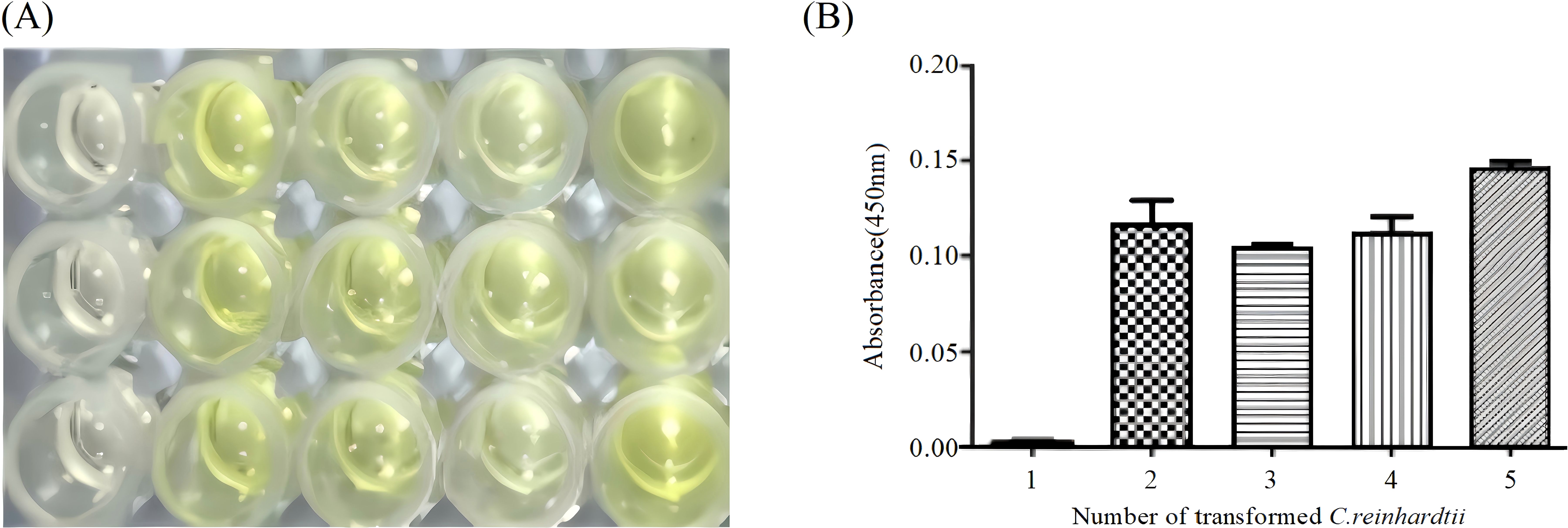 Twelve wells in a microplate show varying liquid colors. Next to it, a bar graph displays absorbance at four hundred fifty nanometers. Five bars, representing transformed C. reinhardtii, show increasing absorbance from left to right.