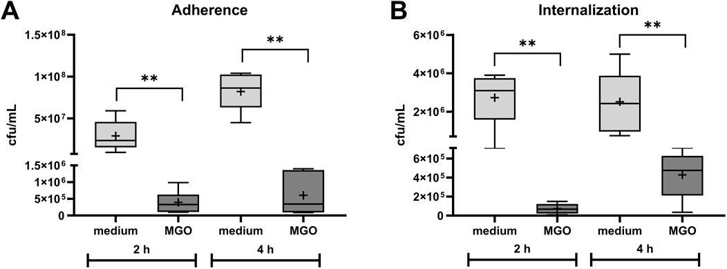 Box plots comparing bacterial adherence and internalization in two conditions, medium and methylglyoxal (MGO), over two and four hours. Graph A shows significantly lower adherence in MGO compared to medium. Graph B shows reduced internalization in MGO at both intervals. Statistical significance is indicated by asterisks.