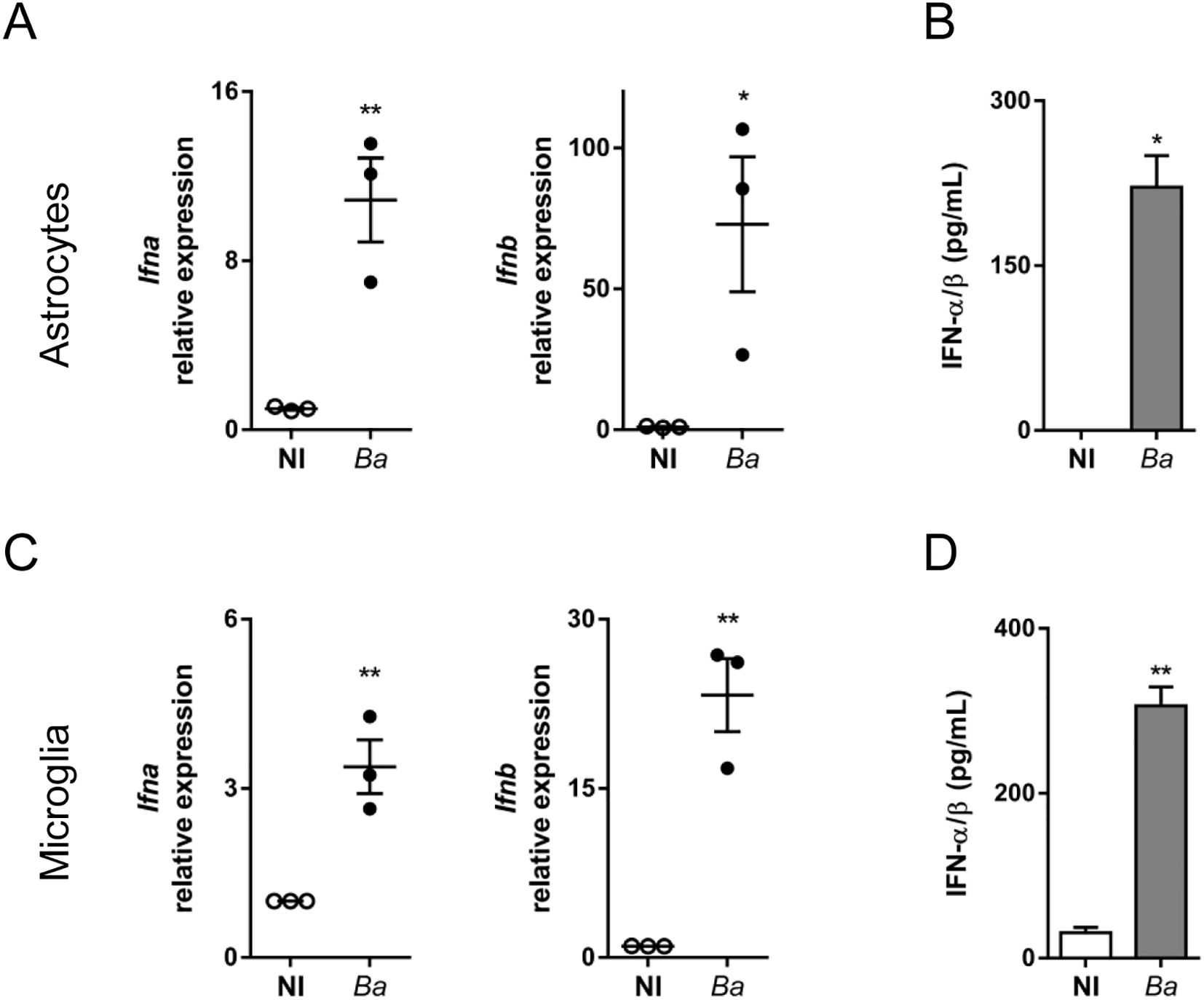 Expression levels of Ifna and Ifnb in astrocytes and microglia following Ba treatment. Charts A and B show increased Ifna and Ifnb expression in astrocytes and a rise in IFN-α/β concentration. Charts C and D display a similar pattern in microglia with significant increases in expression and IFN-α/β concentration. Statistical significance is marked by asterisks.
