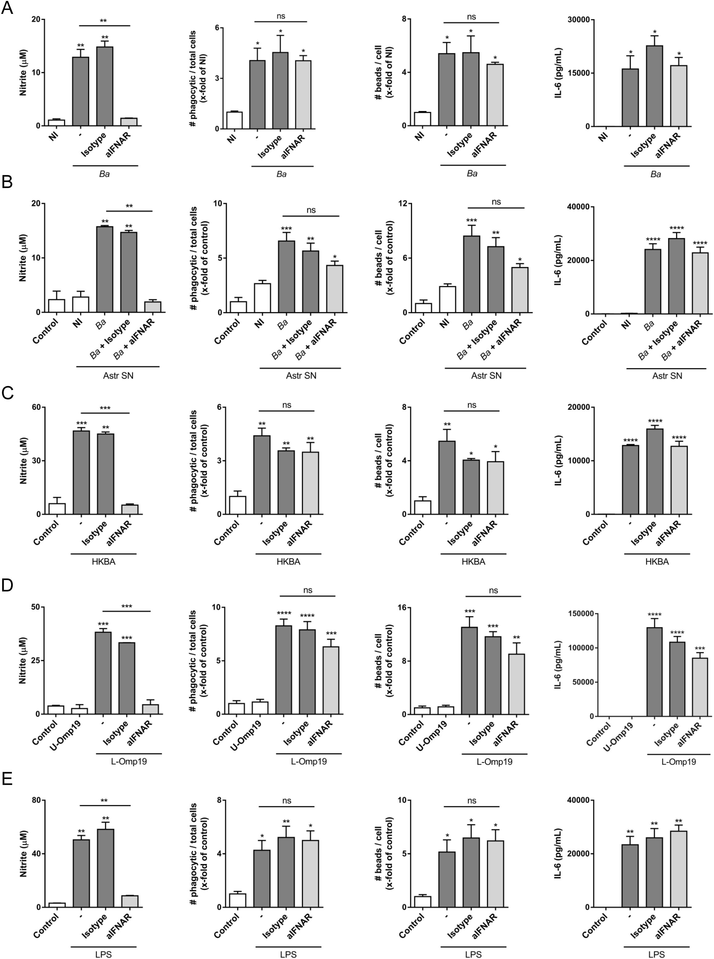 Bar graphs illustrate immune responses under various treatments. Each panel (A-E) shows nitrite concentration, phagocytic activity, bead count per cell, and IL-6 levels across different conditions. Statistical significance is indicated, highlighting variations from control groups. Specific treatments include Ba, Astr SN, HKBA, L-Omp19, and LPS, with comparisons between isotype and anti-IFNAR.