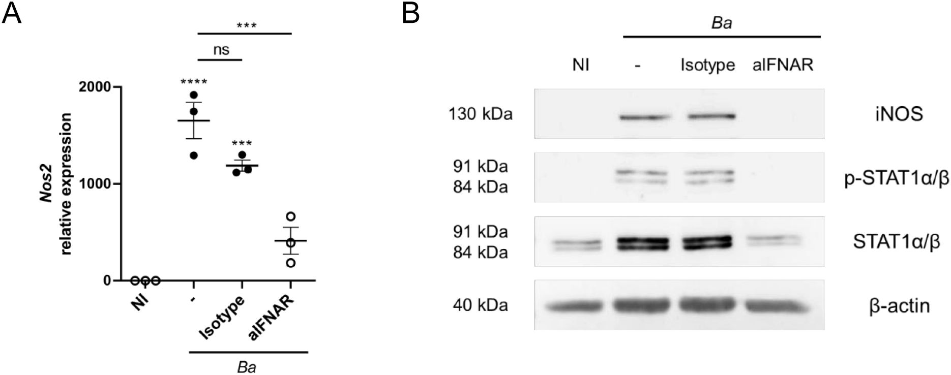 Graph A shows the relative expression of Nos2 in different conditions (NI, Isotype, aIFNAR) with significant differences indicated by asterisks. Western blot B displays protein levels for iNOS, p-STAT1α/β, STAT1α/β, and β-actin, compared across conditions: NI, Isotype, and aIFNAR.