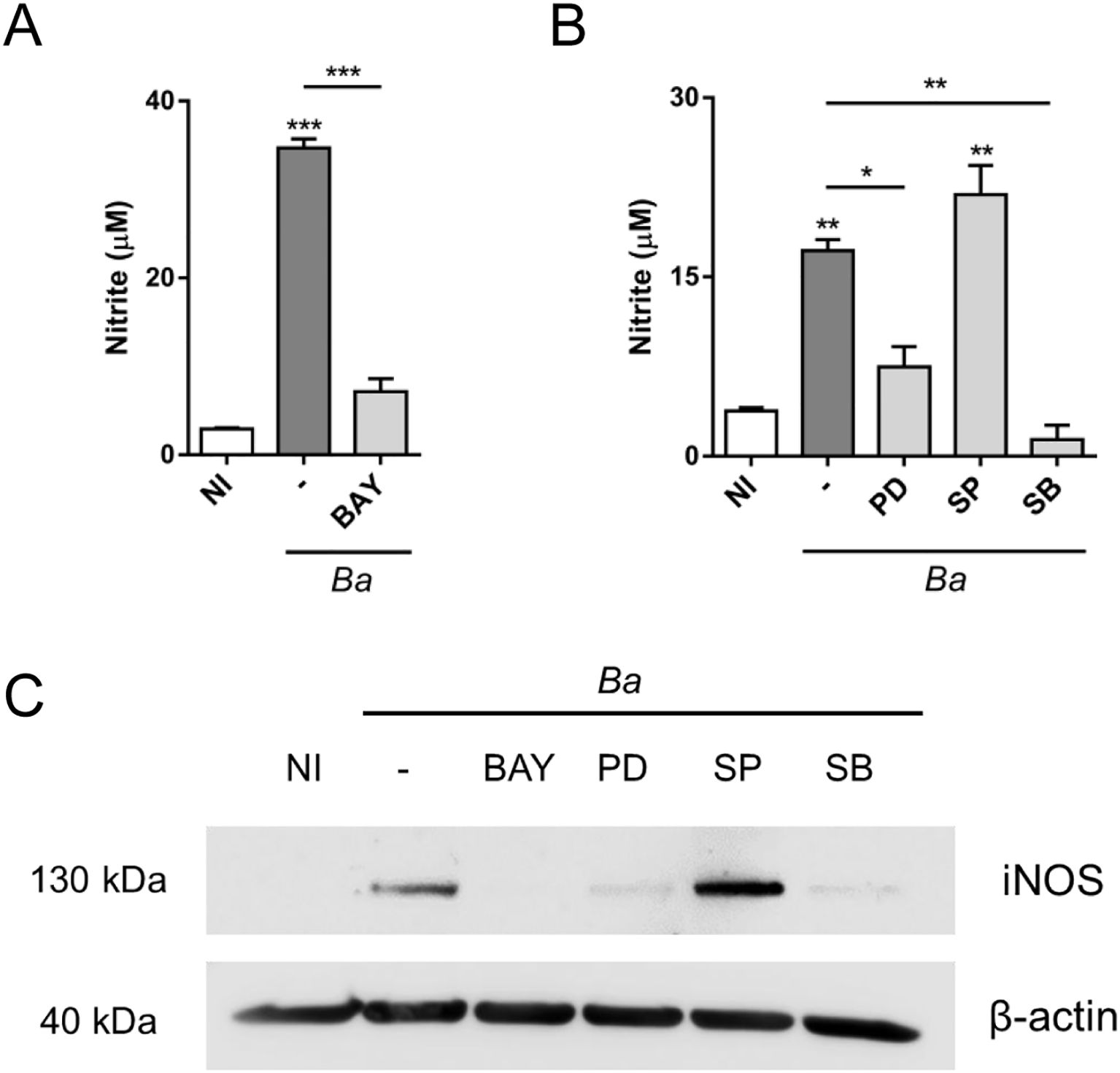 Bar graphs A and B show nitrite levels in micromoles for different treatments, with statistical significance indicated. Graph A shows highest levels in BAY treatment. Graph B compares NI, PD, SP, and SB treatments, showing highest levels in SP. Panel C depicts a Western blot analyzing iNOS and β-actin protein levels across various treatments, indicating varying expression levels among NI, BAY, PD, SP, and SB.