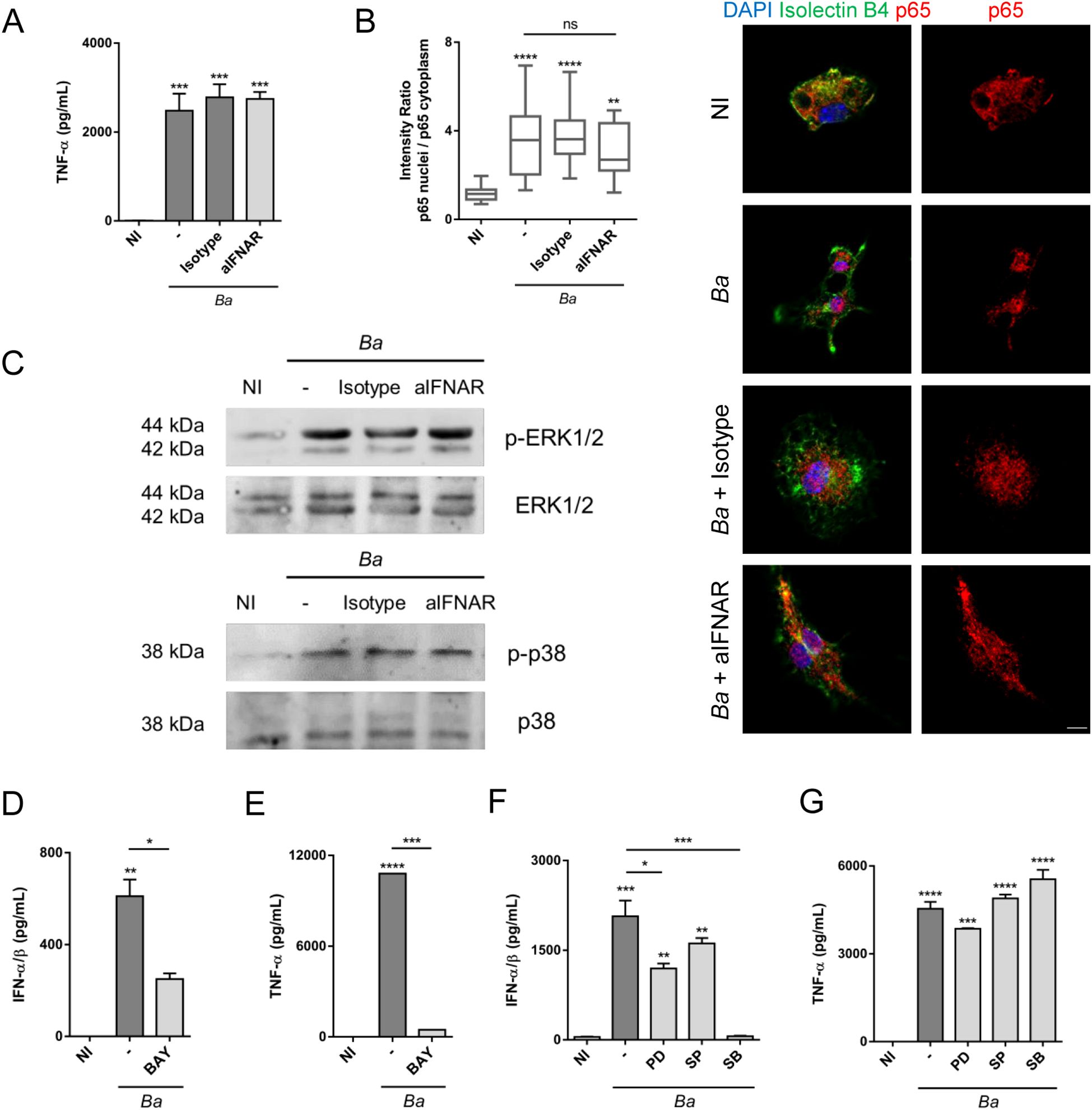 Bar graphs, box plots, and Western blots analyze TNF-α and IFN-α levels under different conditions labeled as NI, Isotype, and aIFNAR. Western blots assess p-ERK1/2, ERK1/2, p-p38, and p38 proteins. Fluorescent microscopy images depict cellular localization of DAPI, Isolectin B4, and p65 across similar conditions. Each section has annotations indicating statistical significance with asterisks.