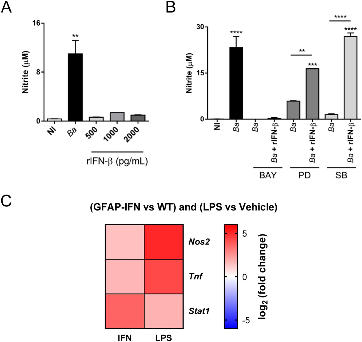 Graphs showing nitrite levels affected by IFN-β and inhibitors, and a heat map of gene expression changes. Graph A displays nitrite concentration with varying IFN-β levels, showing highest increase with Ba. Graph B compares nitrite levels with Ba and IFN-β across different inhibitors, with significant increases observed. Heat map C presents differential expression of Nos2, Tnf, and Stat1 genes, indicating variations between GFAP-IFN and WT, and LPS vs Vehicle treatments.