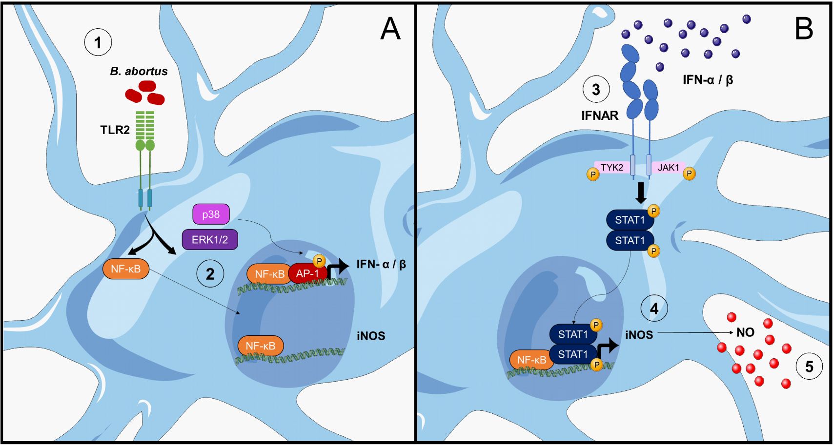 Diagram showing the immune response to *Brucella abortus* infection. Panel A illustrates the activation of TLR2 by *B. abortus*, leading to p38 and ERK1/2 pathways, activating NF-kB and AP-1, which induce IFN-α/β production. Panel B shows IFN-α/β binding to IFNAR, activating TYK2 and JAK1, phosphorylating STAT1, which translocates into the nucleus, enhancing iNOS expression and nitric oxide (NO) production. Arrows indicate the signaling pathway flow.