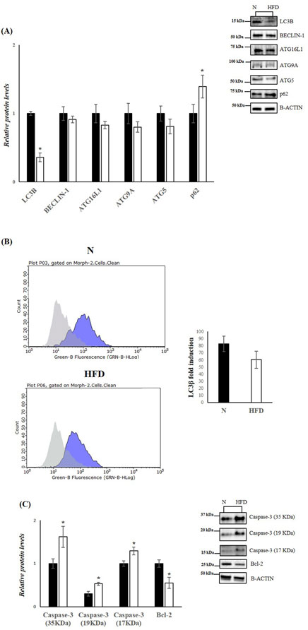 Figure consists of three panels analyzing protein levels and fluorescence. Panel A shows a bar graph and Western blot images comparing relative protein levels of LC3B, BECLIN-1, and others between normal (N) and high-fat diet (HFD) groups. Panel B displays fluorescence histograms and a bar graph illustrating LC3B fold induction under normal and HFD conditions. Panel C presents a bar graph and Western blot images comparing levels of different caspase-3 forms and Bcl-2 between diet groups, indicating alterations in protein expression levels.