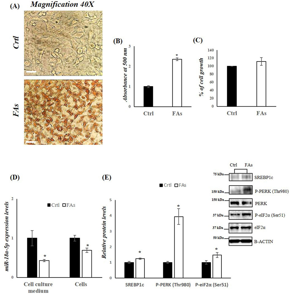 Panel A shows microscopic images at 40x magnification of cells labeled Ctrl and FAs, with FAs appearing more stained. Panel B presents a bar graph showing increased absorbance at 500 nm in FAs compared to Ctrl. Panel C shows a bar graph comparing cell growth percentages, with minimal differences between Ctrl and FAs. Panel D displays miR-8a-5p expression levels, with lower levels in FAs for both cell culture medium and cells. Panel E features relative protein levels, with higher P-PERK and P-eIF2α in FAs. Adjacent are western blot images for SREBP1c, P-PERK, PERK, P-eIF2α, eIF2α, and B-ACTIN.