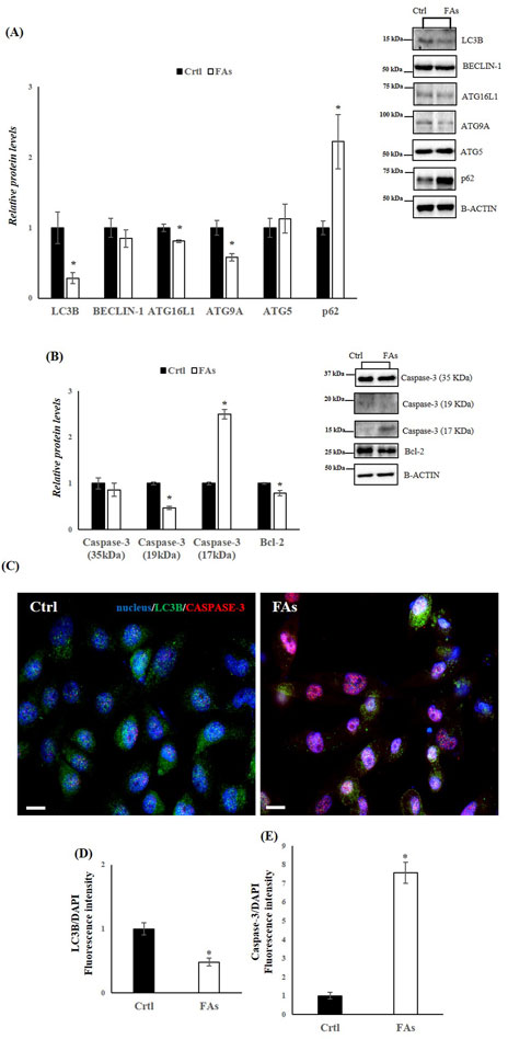 The figure consists of multiple panels. Panel A shows a bar graph comparing relative protein levels of LC3B, Beclin-1, ATG16L1, ATG9A, ATG5, and p62 between control and FAs, alongside corresponding Western blot images. Panel B presents a bar graph for Caspase-3 (35, 19, 17kDa) and Bcl-2, with matching Western blots. Panel C displays fluorescence microscopy images of cells stained for nuclei, LC3B, and Caspase-3 in control and FAs. Panels D and E show bar graphs of fluorescence intensity for LC3B/DAPI and Caspase-3/DAPI, respectively. Asterisks indicate significant differences.