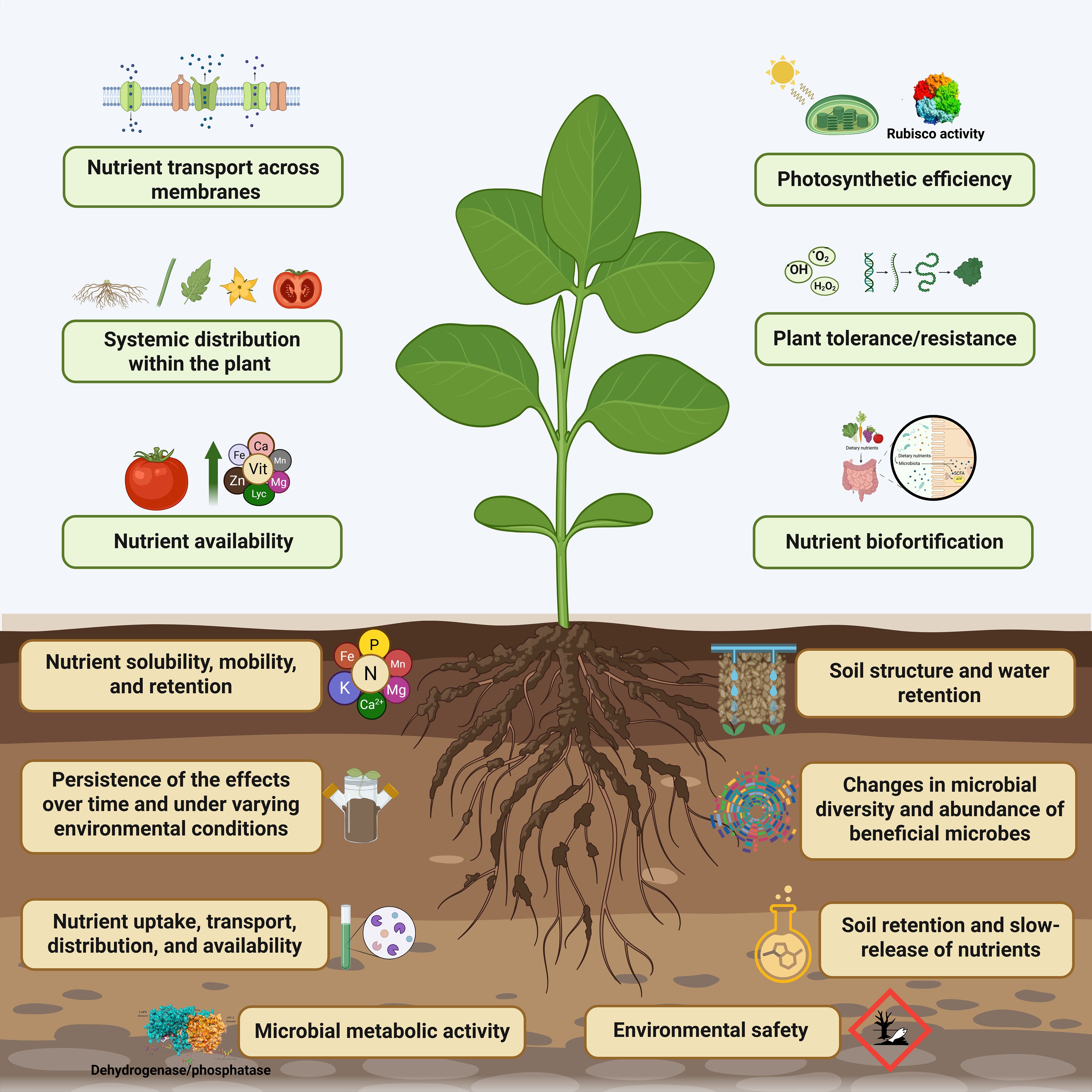 Illustration of a plant demonstrating various factors affecting growth. The plant's sections highlight nutrient transport, systemic distribution, and availability. On the right, elements like photosynthetic efficiency, tolerance, and nutrient biofortification are shown. Below ground, issues such as nutrient solubility, microbial activity, soil structure, and environmental safety are depicted, along with images of roots and microbial elements.