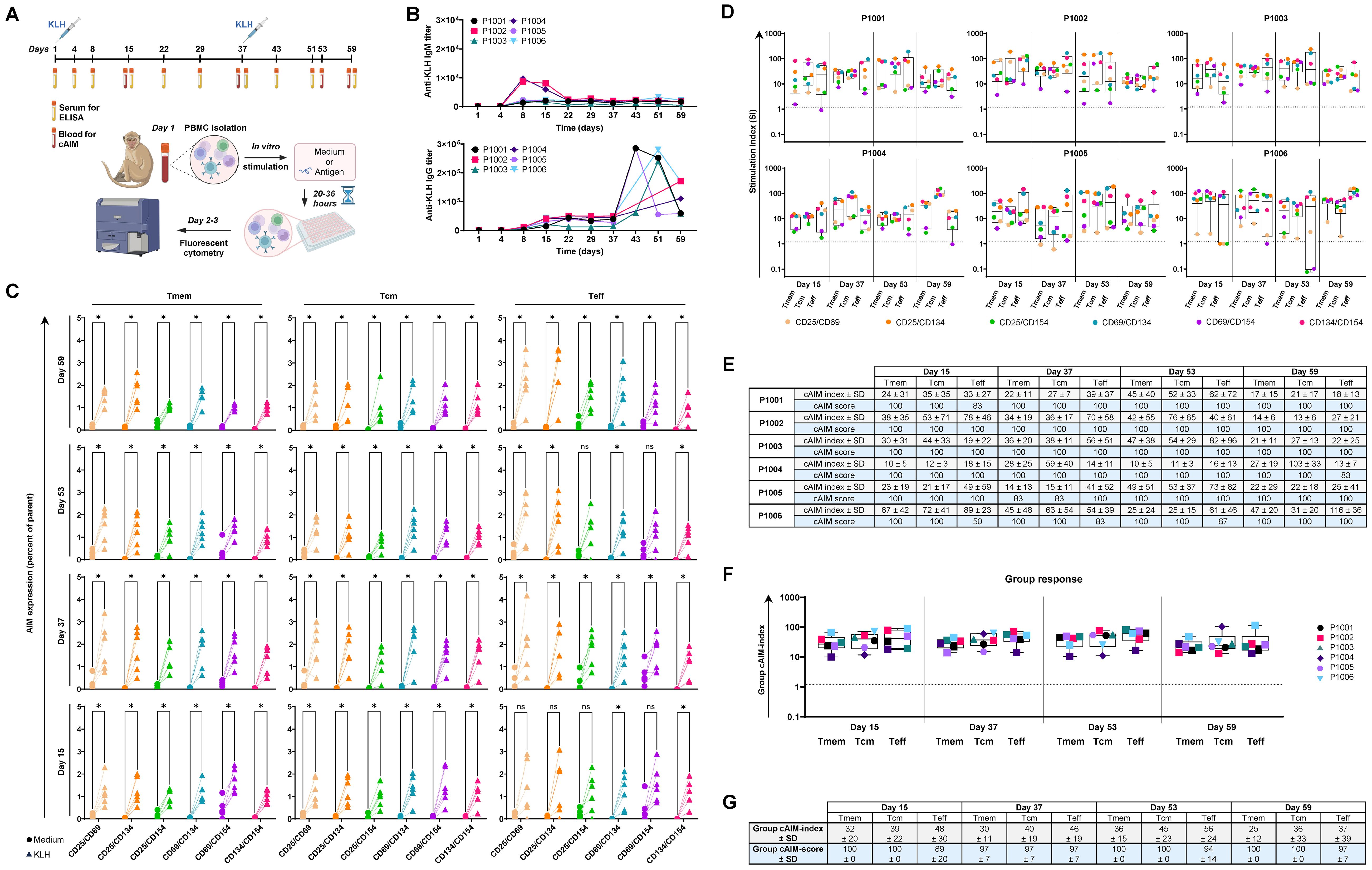 Scientific figures with multiple panels showing immunological data. Panel A outlines the study design involving serum collection, PBMC isolation, andfluorescent cytometry. Panel B displays line graphs with anti-KLH IgG and IgM titers over time for different subjects. Panel C contains bar graphs illustrating T-cell response percentages across days and conditions. Panel D presents box plots comparing stimulation indices for six subjects. Panel E is a table detailing cAIM scores for specific cell types and time points. Panel F shows a group response box plot for cAIM indices. Panel G is a table outlining cAIM scores and cAIM indices of the group response.