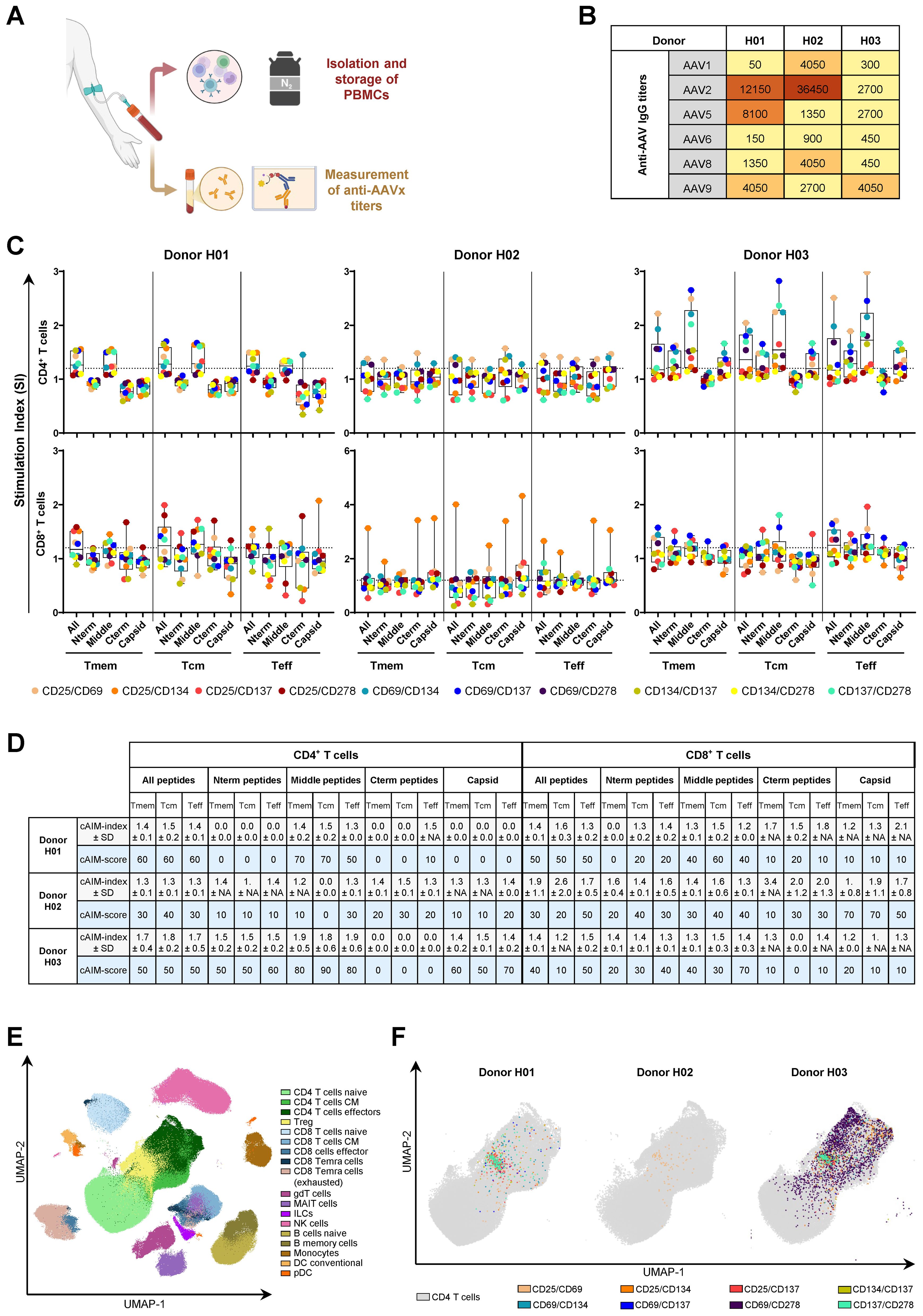 Diagram with multiple panels depicting a study on immune response. Panel A shows a schematic for isolating PBMCs and measuring anti-AAVx titers. Panel B presents a table of anti-AAV IgG titers for donors H01, H02, and H03. Panel C contains graphs of stimulation indices for CD4+ and CD8+ T cells across different conditions for each donor. Panel D is a table detailing cAIM-index, cAIM-score, and standard deviation for CD4+ and CD8+ cells. Panel E displays a UMAP plot categorizing various cell types. Panel F includes UMAP plots for each donor with highlighted CD4 T cell markers.
