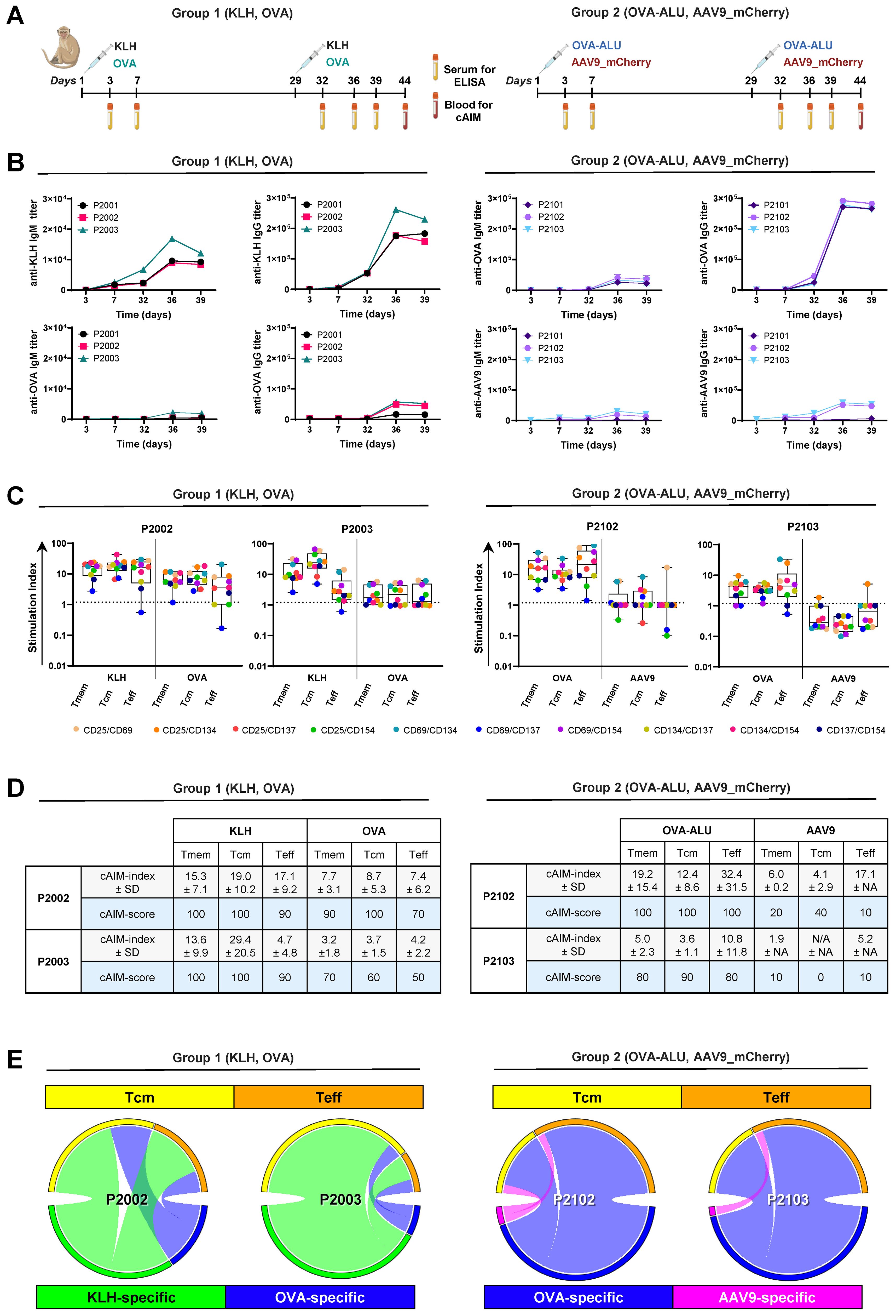 Overview of an immunological study comparing two groups: Group 1 (KLH, OVA) and Group 2 (OVA-ALU, AAV9_mCherry). Panel A shows the experimental timeline. Panel B includes graphs of antibody responses for each group. Panel C displays stimulation index data through box plots. Panel D presents tables of cAIM-index and cAIM-score for two subjects from each group. Panel E features circular charts comparing the relative contribution of the Tcm and Teff populations to the total AIM response to KLH, OVA and AAV9.