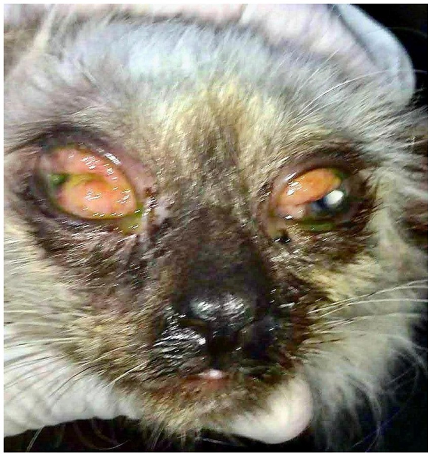 Young cat during eye exam showing red conjunctiva with granulomatous aspect, follicles, swelling (chemosis), and mucopurulent discharge.