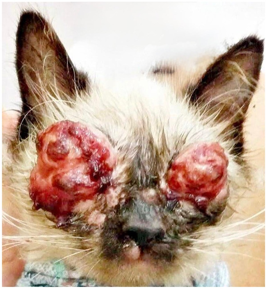 After 15 days, lesions worsened: ulcerated, proliferative, nodular, and granulomatous on both eyelids, with necrosis, hemorrhagic crusts, and serosanguinous exudate. Eyelid deformity and closure of palpebral fissure observed, plus skin lesions on lip and snout.