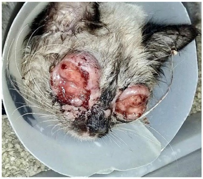 After 35 days of antifungal treatment, ulcerated granulomatous eyelid lesions persist. Friable nodules with necrosis and serosanguinous discharge remain, with mild reduction in periocular swelling. No signs of re-epithelialization.