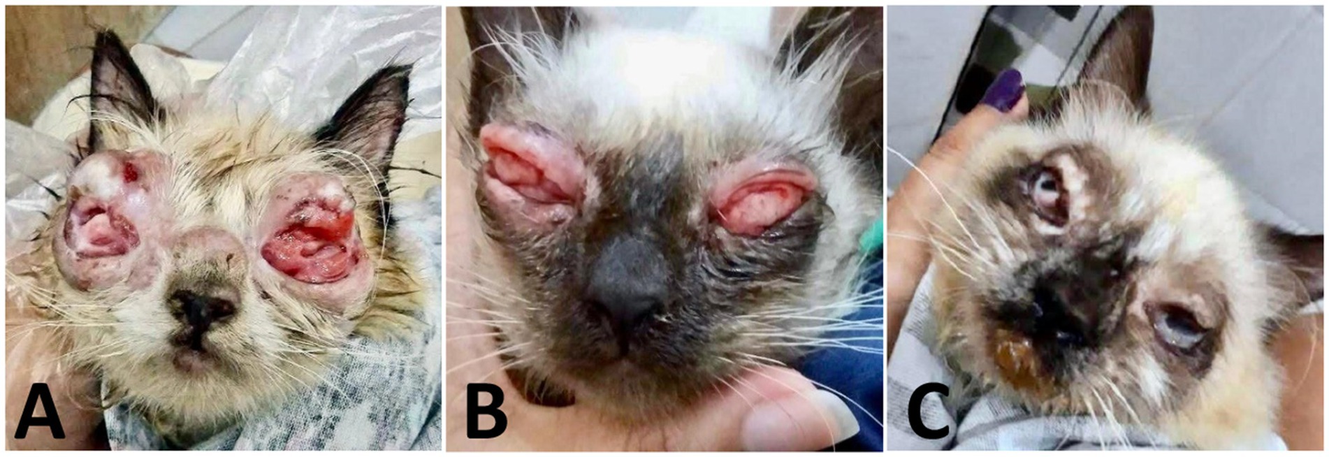 Treatment follow-up. (A) Day 65: reduced lesion size, less exudate, start of re-epithelialization. (B) Day 75: regression of proliferative tissue, partial epithelialization, residual nodules. (C) Day 120: lesion remission with eyelid fibrosis and deformity from chronic healing.