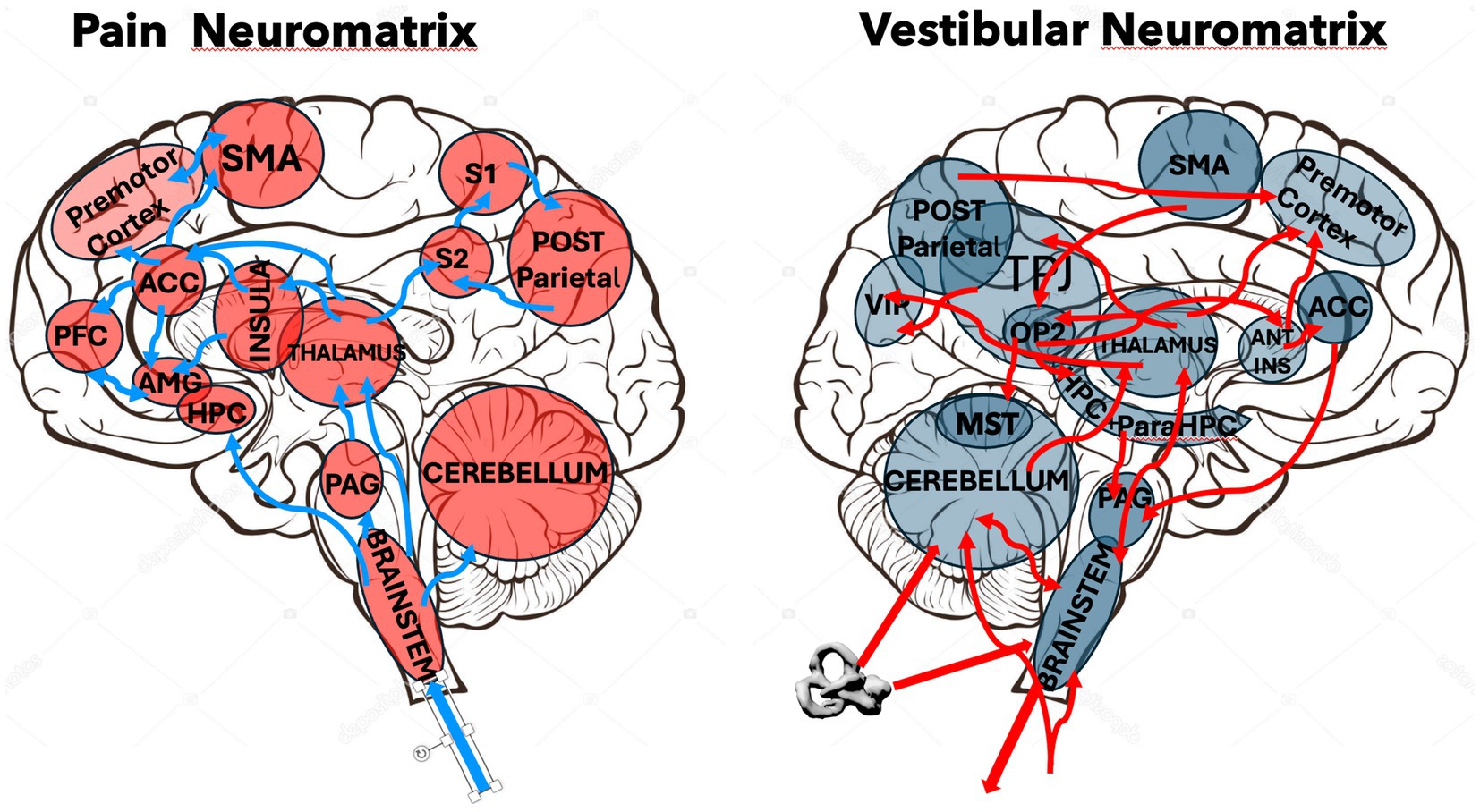 Diagrams comparing the pain and vestibular neuromatrices in the brain. The pain neuromatrix, shown in red, labels regions like the SMA, ACC, thalamus, and cerebellum with blue pathways. The vestibular neuromatrix, shown in blue, highlights similar regions with red pathways. Both diagrams indicate complex neural connections.