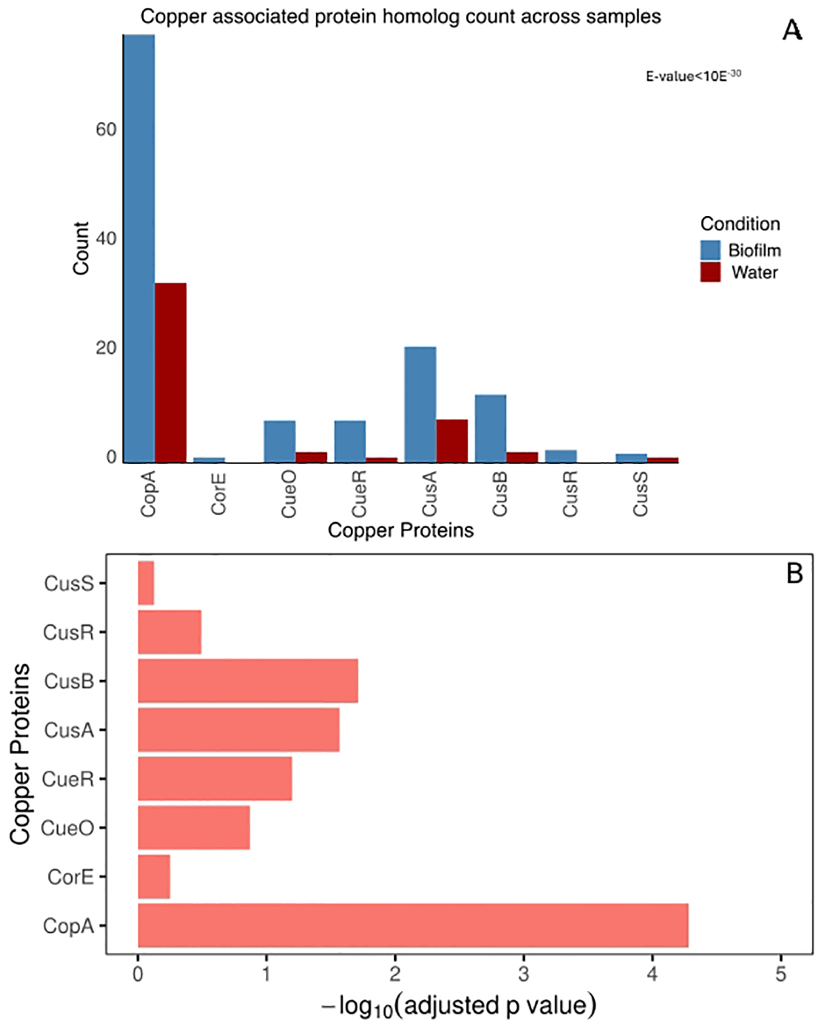 Two bar charts depict copper-associated protein data. Chart A shows counts of copper protein homologs in biofilm and water conditions, with CopA having the highest count in both. Chart B displays the negative log of adjusted p-values for different copper proteins, with CopA having the most significant value. E-value is less than ten to the power of negative thirty.