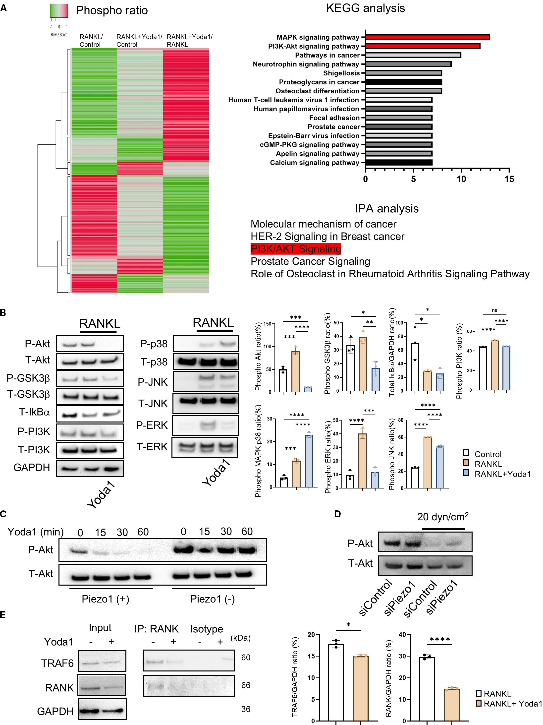 A composite image showing various analyses. Panel A contains a heatmap and KEGG pathway analysis, highlighting significant signaling pathways in Piezo1-activated OC-precs. Panel B displays Western blot results for different phosphorylated proteins in response to RANKL and Yoda1 treatments, with bar graphs showing ratios. Panel C illustrates a time-course study of P-Akt expression with and without Piezo1. Panel D shows Western blot and bar graphs analyzing P-Akt expression under mechanical stress. Panel E presents co-immunoprecipitation results for TRAF6, RANK, and GAPDH, with corresponding bar graphs. Asterisks indicate levels of statistical significance.
