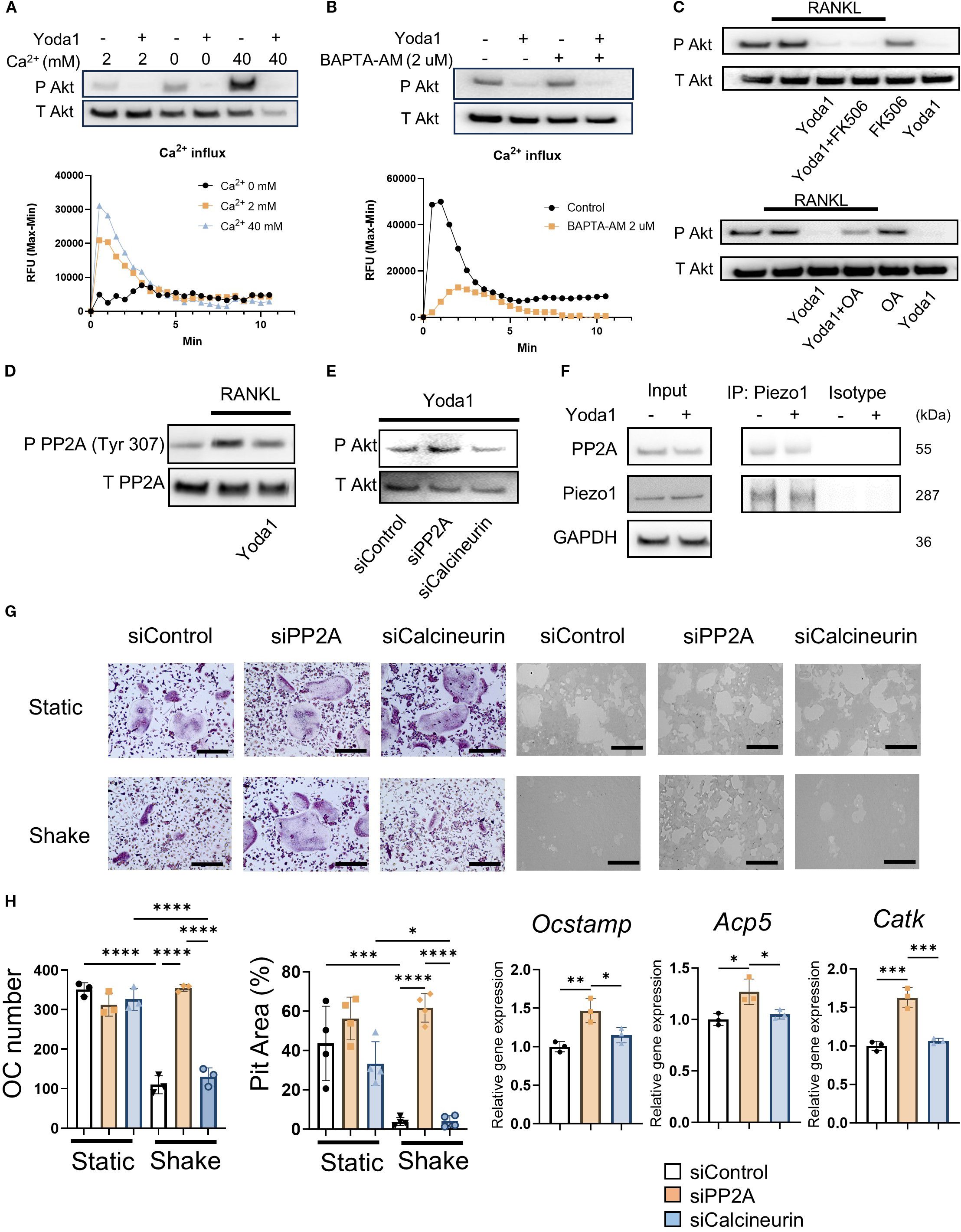 Western blot analysis and line graphs reflect the effects of Yoda1 on Akt phosphorylation with different conditions, including calcium influx and BAPTA-AM treatment. Panel A shows blots for various calcium concentrations; panel B includes BAPTA-AM. Panel C shows Akt phosphorylation with RANKL and different inhibitors. Panels D-F investigate PP2A and Piezo1 interactions. Panel G offers microscopy images of samples treated with siControl, siPP2A, and siCalcineurin under static and shaking conditions. Panel H presents bar graphs for osteoclast number, pit area percentage, and gene expression levels, indicating significant differences highlighted by asterisks.