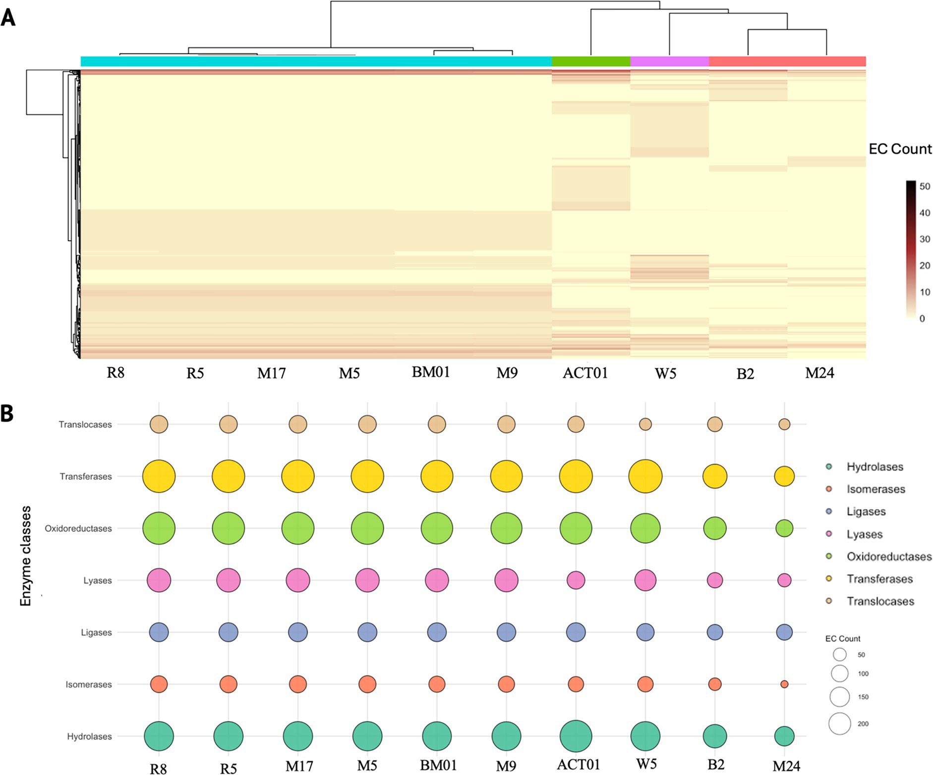 Panel A shows a heatmap of EC (Enzyme Commission) counts for various samples labeled R8, R5, M17, M5, BM01, M9, ACT01, W5, B2, and M24, with intensity ranging from light to dark, indicating levels of enzyme activity. Panel B displays a bubble chart with enzyme classes, including translocases, transferases, oxidoreductases, lyases, ligases, isomerases, and hydrolases, represented by colored circles. The size of the bubbles correlates with the EC count, reflecting enzyme abundance in each sample. The samples on the x-axis correspond to those in the heatmap.