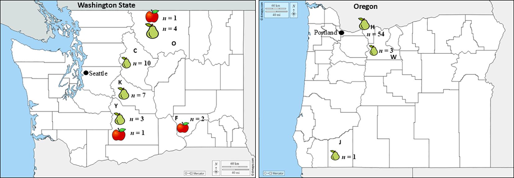 Map showing the locations of apples and pears in Washington State and Oregon. Apples and pears are marked by icons, with quantities denoted by “n” values. Seattle and Portland are indicated on the map. Washington locations include C (n=10 pears), K (n=7 pears), Y (n=3 pears, n=1 apple), and other regions with n=1 apple or pear. Oregon has H (n=25 pears), another zone with n=3 pears, and one with n=1 pear near J.