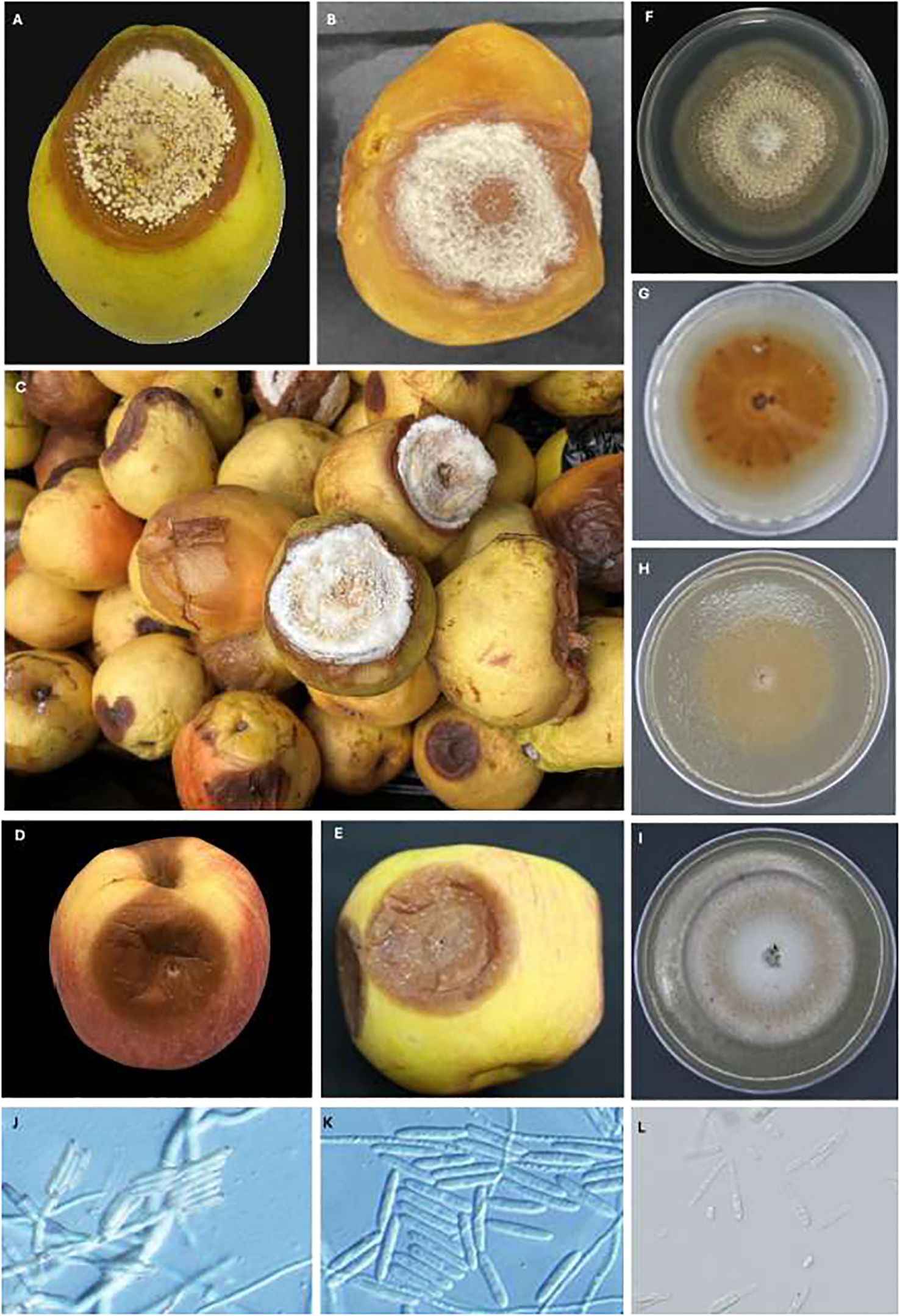 Images depict spoiled fruits and microscopic views. (A, B, E) Quince fruits with white fungal growth and brown lesions. (C) Multiple infected quinces. (D) An apple with a brown rot. (F-I) Fungal colonies on agar plates, with varying patterns. (J-L) Microscopic slides showing elongated fungal spores.