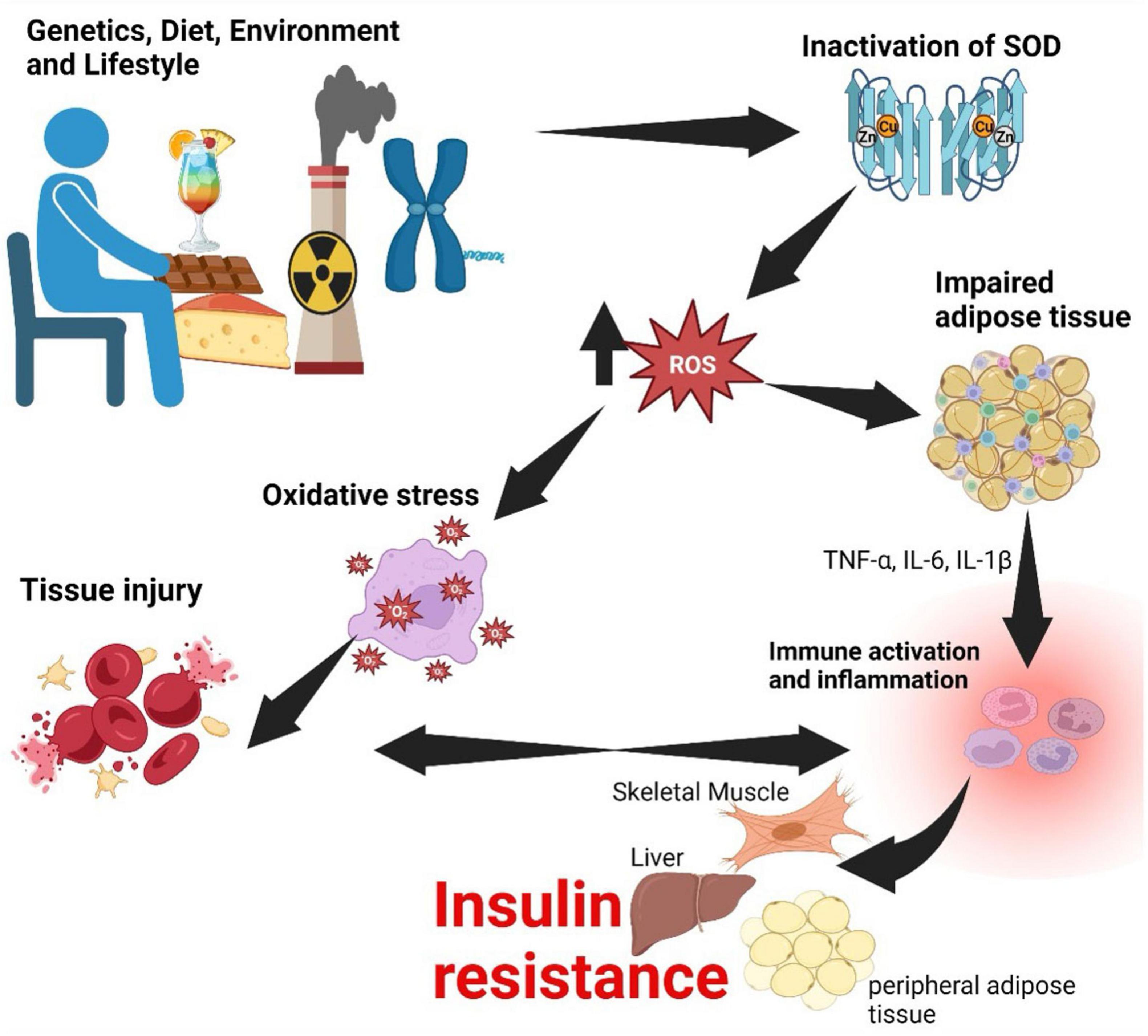 Illustrated flowchart depicting the relationship between genetics, diet, environment, and lifestyle leading to oxidative stress and insulin resistance. It begins with factors like genetics, pollution, and poor diet, causing inactivation of superoxide dismutase (SOD). This results in reactive oxygen species (ROS) production, leading to tissue injury and impaired adipose tissue. Consequent immune activation and inflammation (involving TNF-alpha, IL-6, and IL-1beta) occur, affecting skeletal muscle, liver, and peripheral adipose tissue, ultimately resulting in insulin resistance.