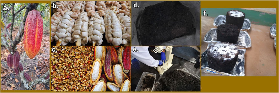 a. Ripe cocoa pod hanging on a tree. b. Freshly harvested cocoa seeds. c. Opened cocoa pods with seeds extracted. d. Processed cocoa mass. e. Person handling cocoa mixture with protective gloves. f. Finished cocoa products in molds.