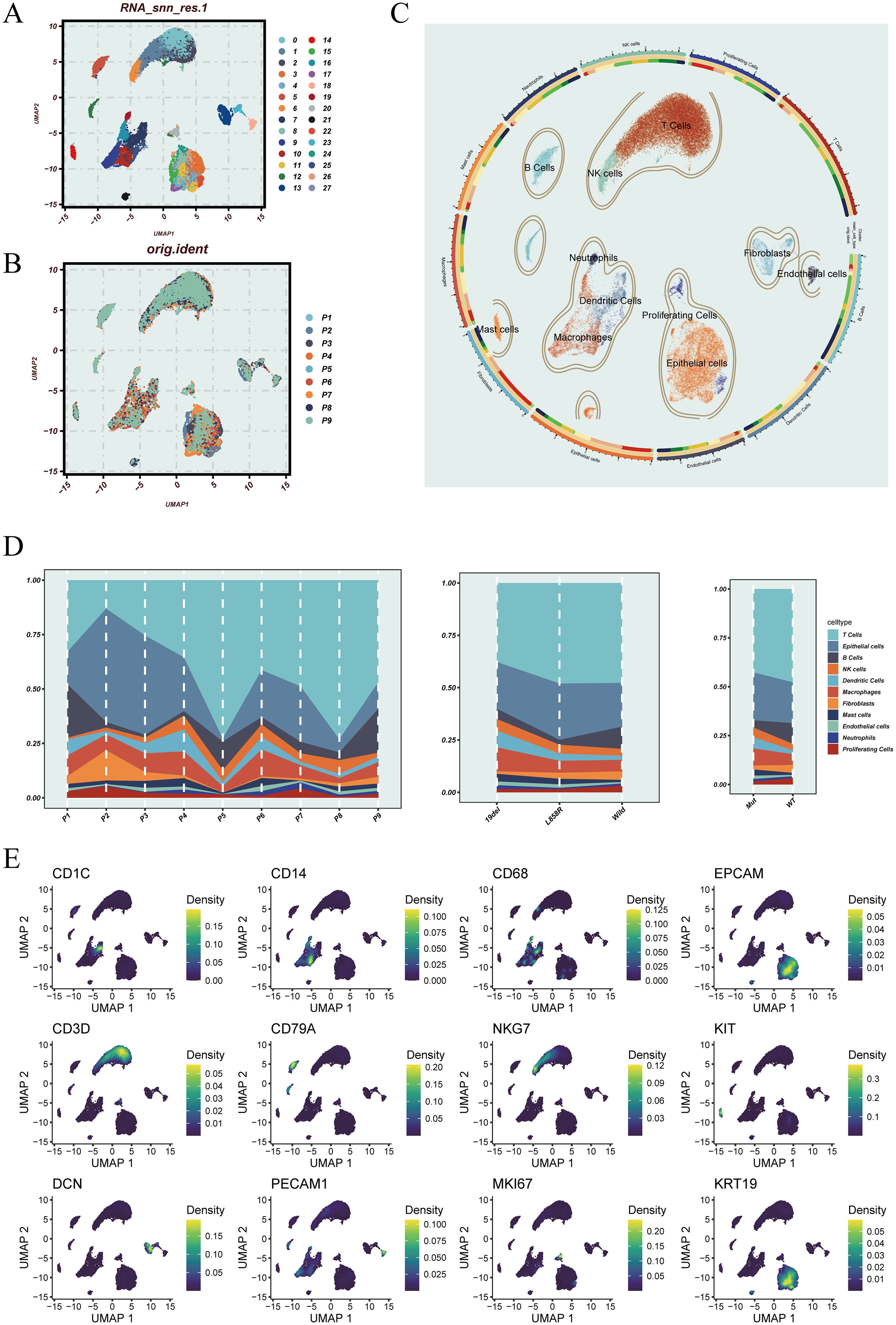 Clustered scientific visualizations display UMAP plots and cell type distributions. Panel A shows clusters labeled with RNA expression resolution, colored by numbers. Panel B presents UMAP clusters indicating original identities. Panel C features a circular graph with labeled cell types, including T, B, NK, and epithelial cells. Panel D includes three line plots depicting cell type proportions across different groups and conditions. Panel E has density plots for various markers, such as CD1C and EPCAM, showing their distribution across UMAP axes, with a color gradient indicating density levels.