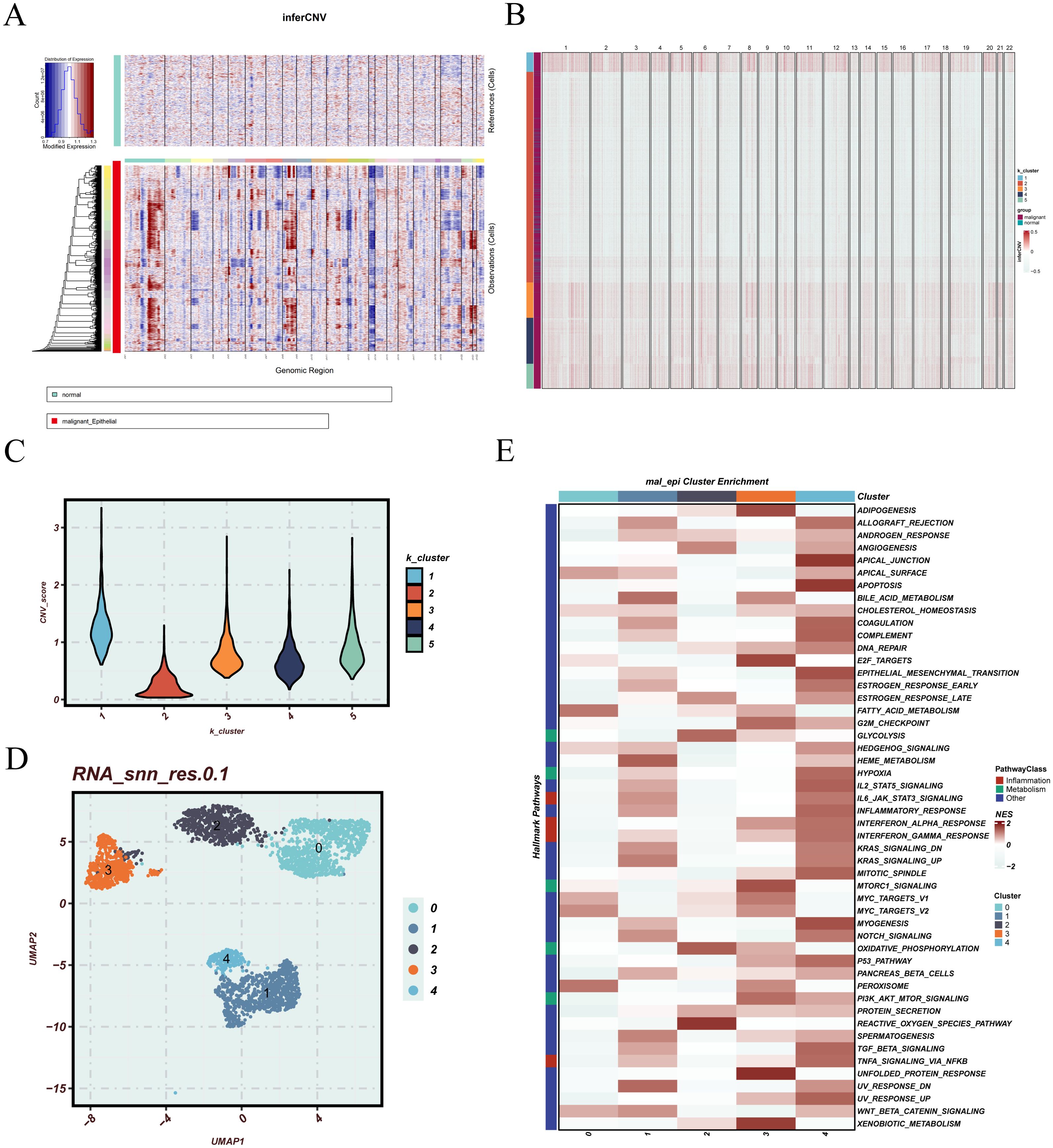 (A) Heatmap depicting genomic regions with inferred copy number variations (CNVs) using the inferCNV method. (B) Heatmap showing CNV distribution across samples and clusters. (C) Violin plot illustrating CNV scores across five clusters, differentiated by color. (D) UMAP plot displaying clustering of RNA sequences, with data points colored according to cluster assignment. (E) Heatmap representing cluster enrichment for several molecular pathways, with enrichment scores indicated by color intensity.