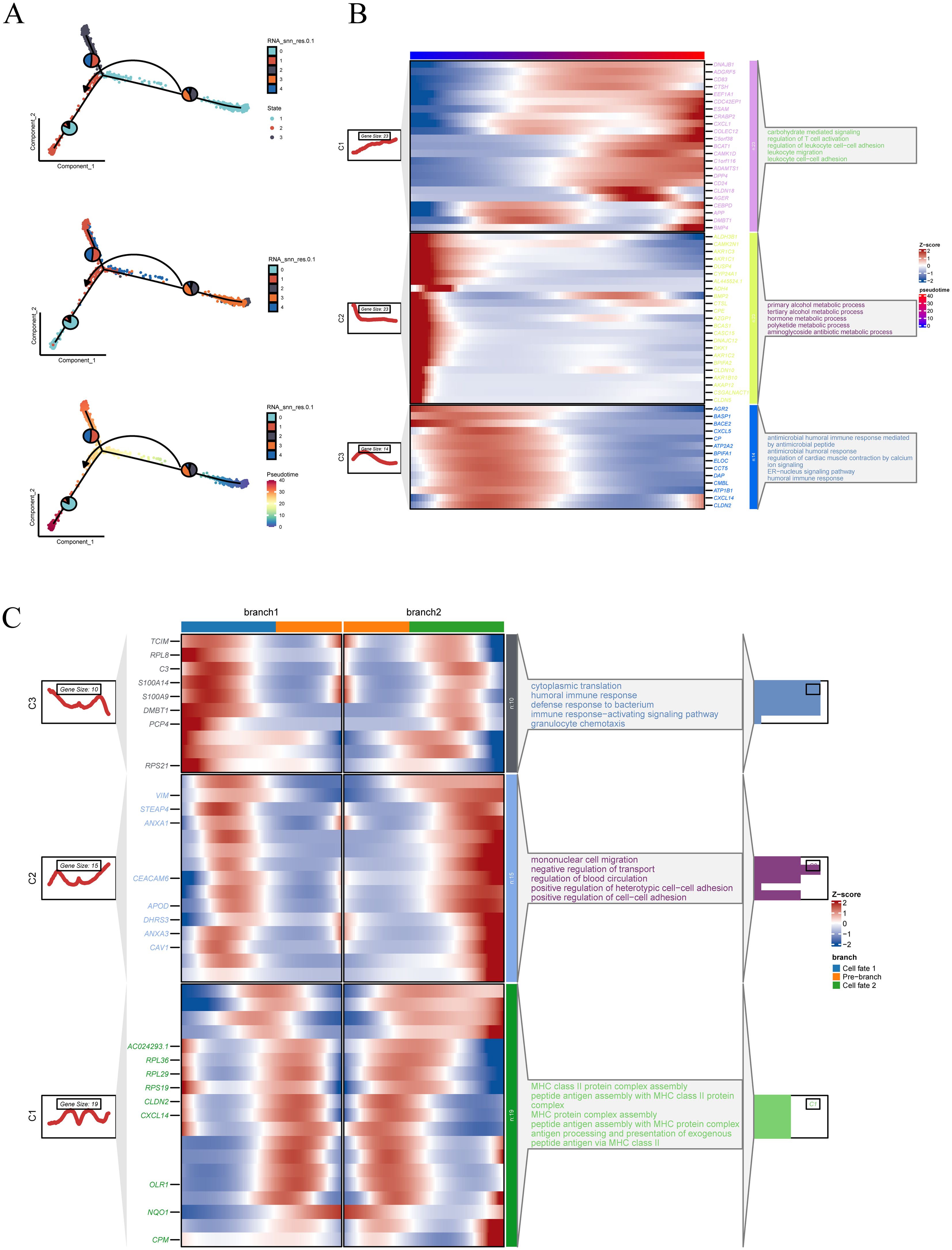 Panel A shows trajectory plots of cells differentiated by states and pseudotime. Panel B is a heat map displaying gene expression across pseudotime with associated biological processes. Panel C shows two branches of gene expression with grouped biological processes, emphasizing immune response and cell adhesion.