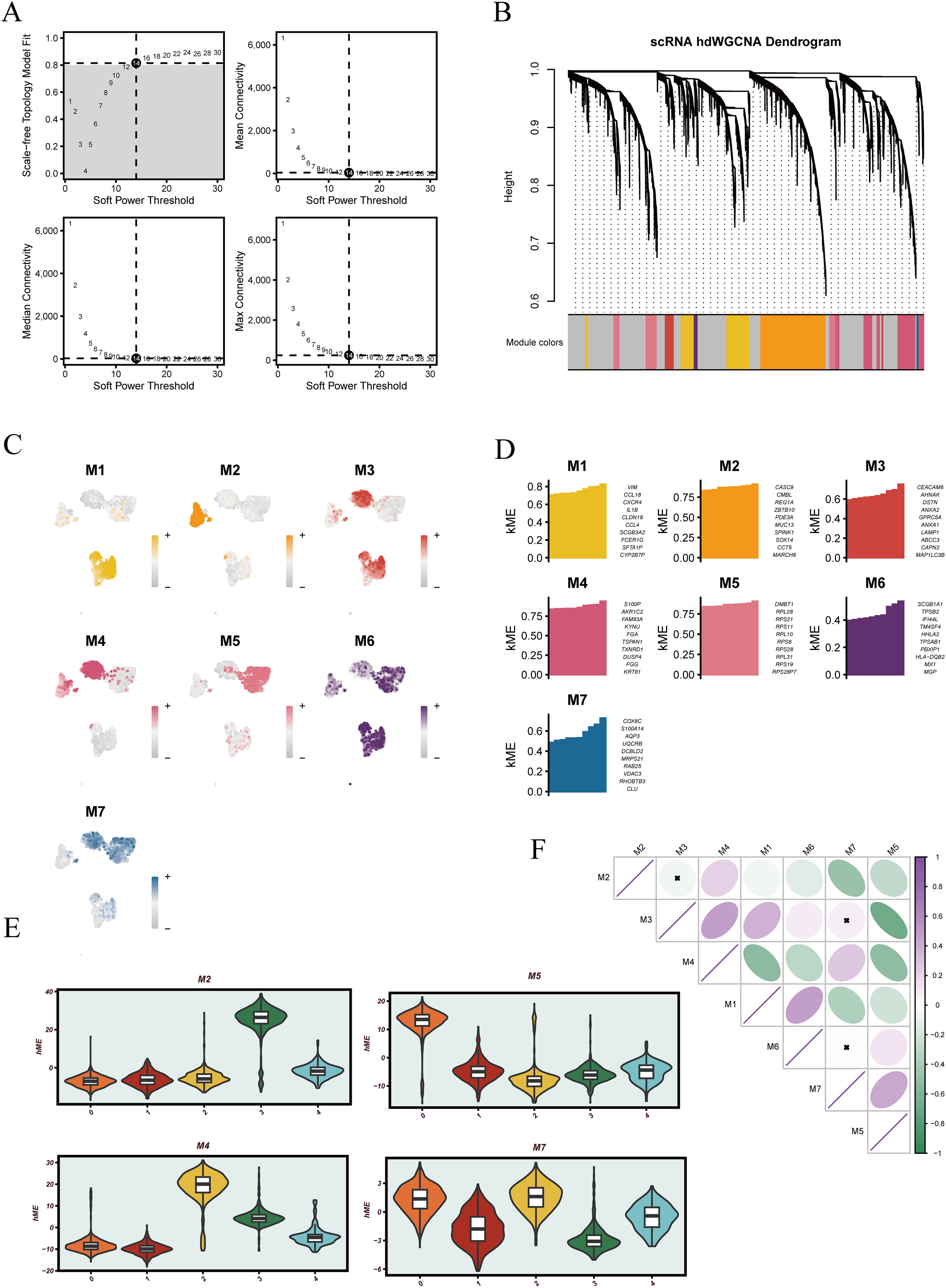 A series of panels illustrate various analyses related to single-cell RNA sequencing data. Panel A shows plots analyzing soft power thresholds for scale-free topology model fit and connectivity. Panel B presents a dendrogram with module color bars from single-cell RNA hdWGCNA. Panel C features scatter plots showing module expressions with color scales for different modules labeled M1 to M7. Panel D includes bar charts depicting kME values and top genes for each module. Panel E contains violin plots comparing kME across modules. Panel F shows a correlation matrix with ellipses indicating relationships between modules, labeled M1 to M7.