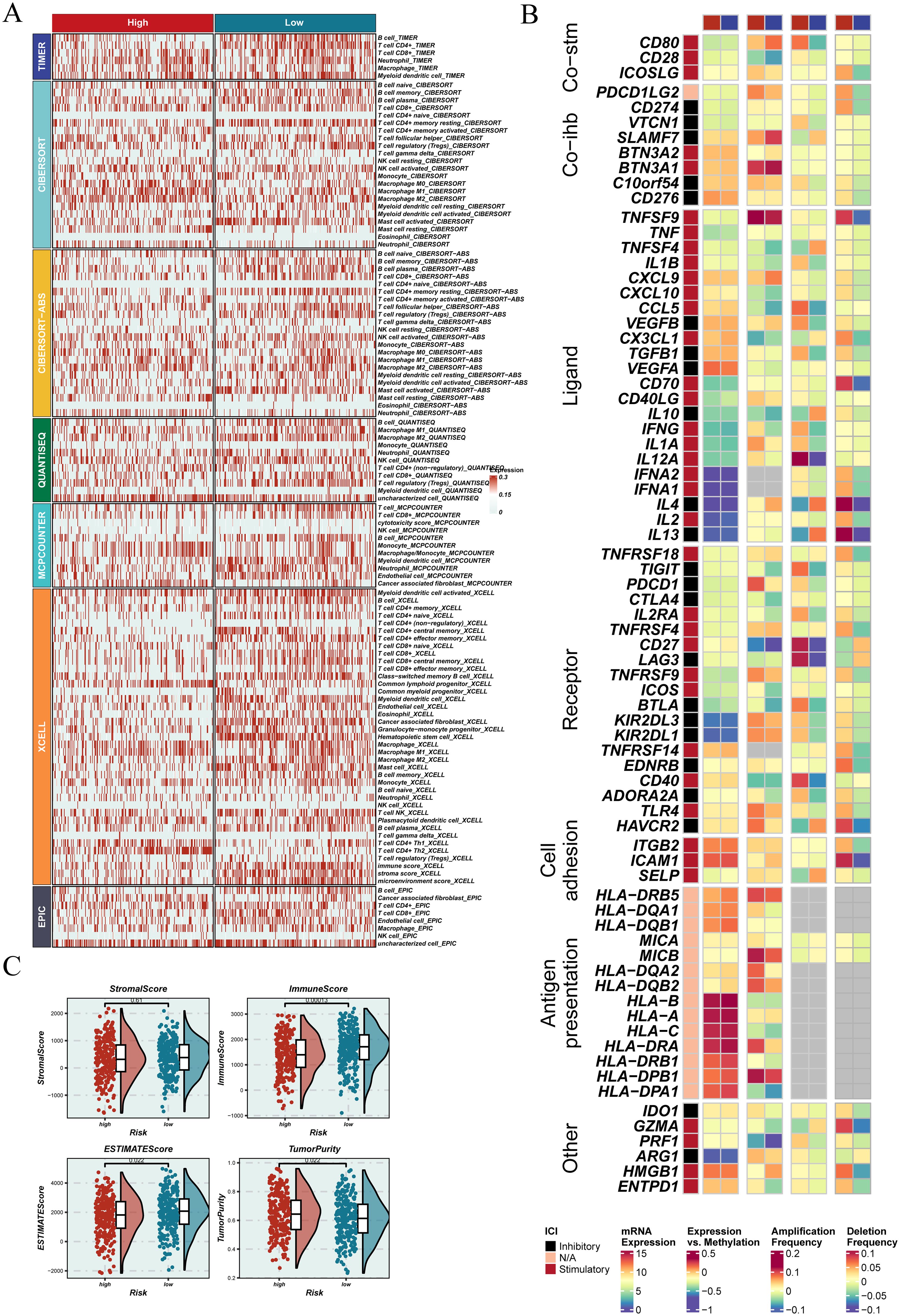 Panel A displays a complex heatmap comparing cell types across different analytical methods, categorized by high and low categories. Panel B is a heatmap showing expression levels of various genes involved in immune function, classified into co-stimulatory, co-inhibitory, ligand, receptor, cell adhesion, antigen presentation, and other groups. Panel C includes four box plots depicting scores for StromalScore, ImmuneScore, ESTIMATEScore, and TumorPurity, comparing high and low risk categories. Color keys indicate mRNA expression, expression vs. methylation, amplification frequency, and deletion frequency.