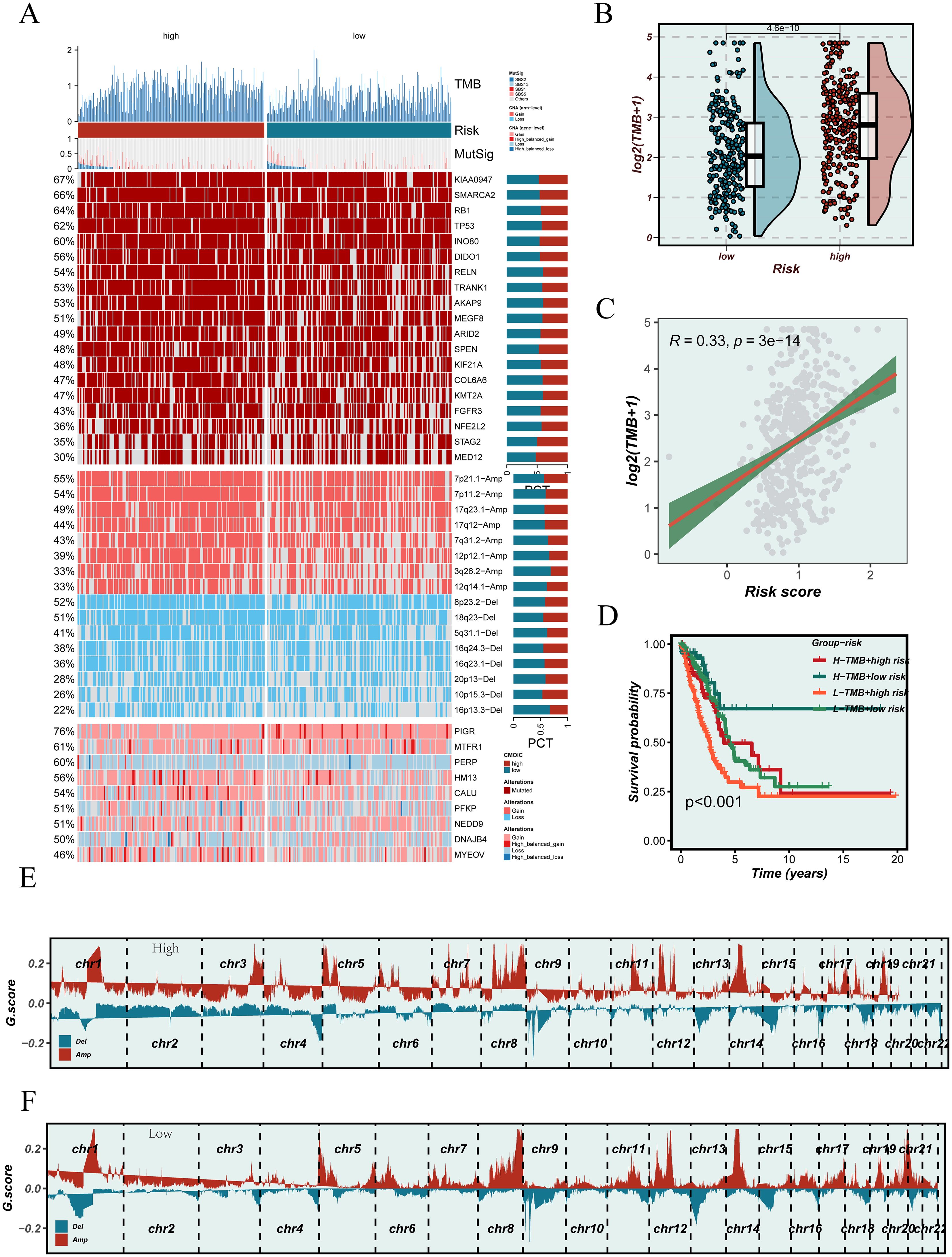 Panel A displays a heatmap of genomic alterations with high and low tumor mutation burden (TMB) and risk scores. Panel B shows a violin plot comparing log-transformed TMB between risk groups. Panel C depicts a scatter plot illustrating the correlation between log-transformed TMB and risk scores. Panel D features a Kaplan-Meier survival curve for risk groups. Panels E and F present chromosomal arm-level copy number alterations, with G-scores shown for high (Panel E) and low (Panel F) risk groups.