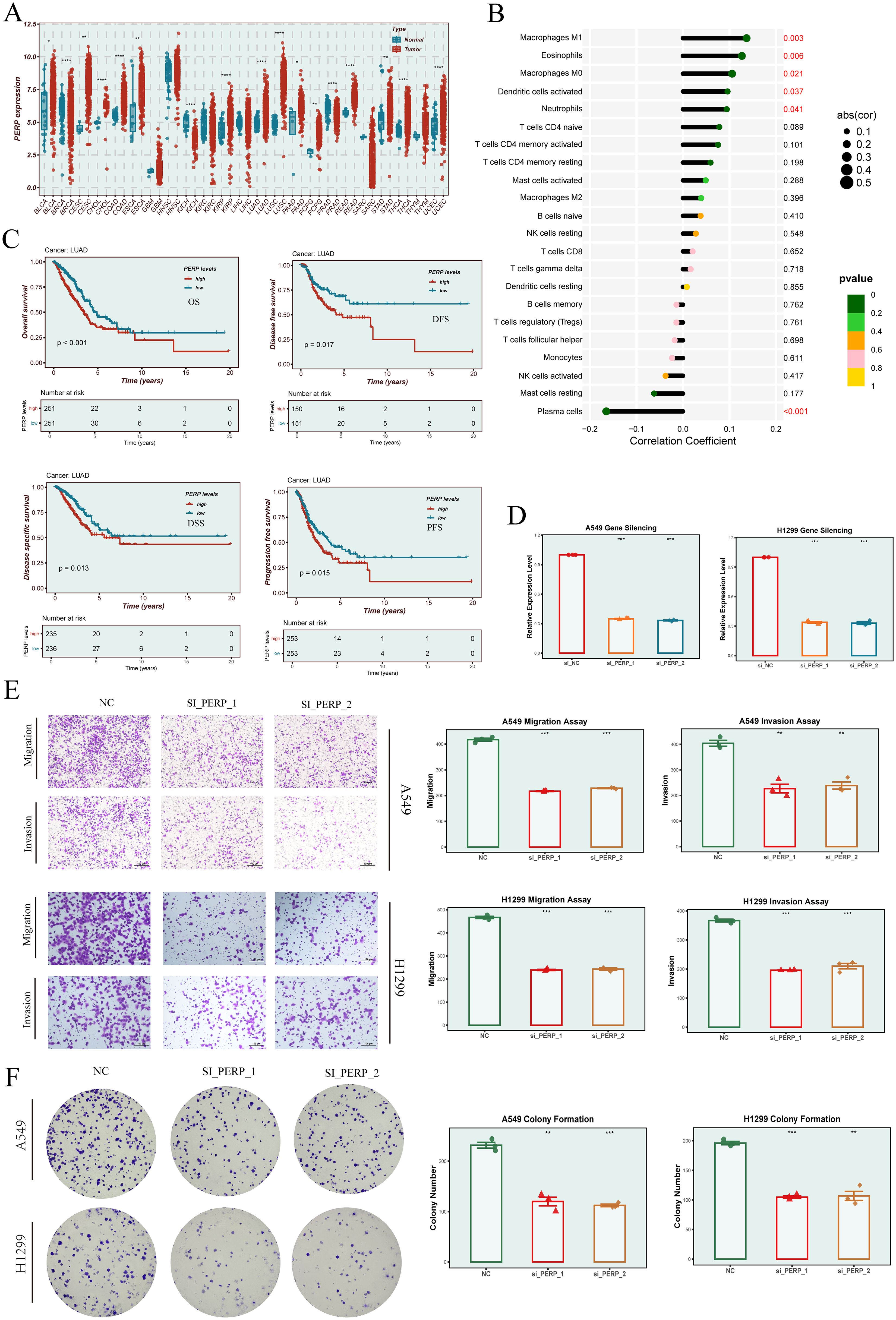 A series of biomedical charts and images examining PERP expression. Panel A shows box plots comparing PERP expression in normal and tumor tissues. Panel B presents a correlation graph between immune cell types and PERP expression. Panel C contains Kaplan-Meier survival curves for overall, disease-free, disease-specific, and progression-free survival, with stratification by PERP levels. Panel D displays bar graphs on gene silencing in A549 and H1299 cells. Panel E includes microscopy images of cell migration and invasion assays with corresponding quantifications. Panel F presents colony formation assays in A549 and H1299 cells, accompanied by bar chart analyses.