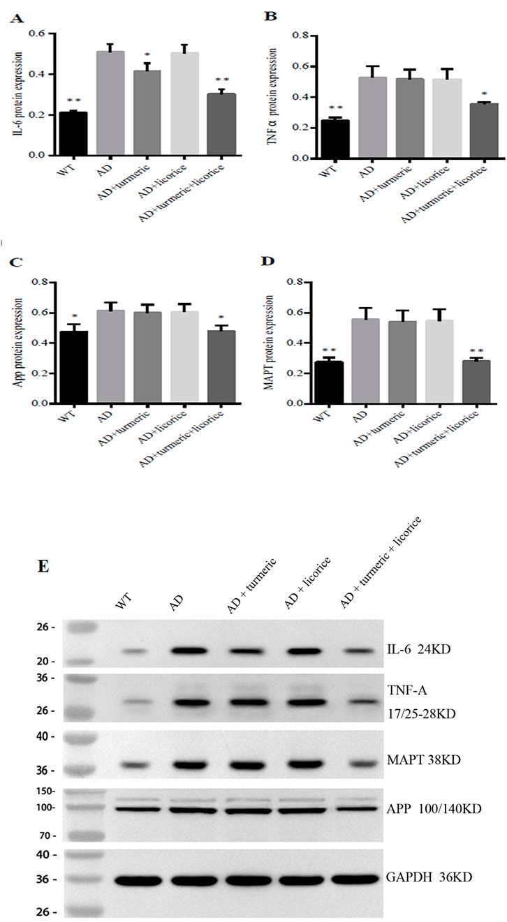 Bar graphs labeled A to D show protein expression levels of IL-6, TNF α, App, and MAPT across different conditions: WT, AD, AD+turmeric, AD+licorice, and AD+turmeric+licorice. WT indicates lower expression in graphs A and B, while all conditions show similar expression in graphs C and D. Graph E presents Western blot results for IL-6, TNF-A, MAPT, APP, and GAPDH proteins across the same conditions. Each blot lane corresponds to the same condition, showing varying protein expression levels.