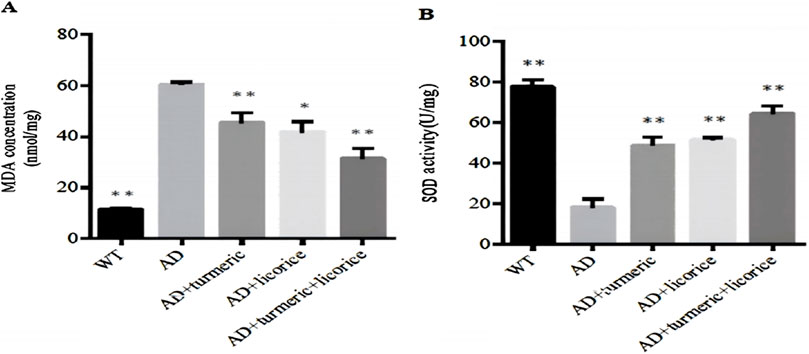 Bar graphs showing MDA concentration and SOD activity across different treatments. Graph A displays MDA concentration in nmol/mg, with WT at the lowest and AD the highest. Graph B shows SOD activity in U/mg, with WT the highest and AD the lowest. Treatments include turmeric, licorice, and their combination, each showing varying effects, denoted by asterisks indicating statistical significance.