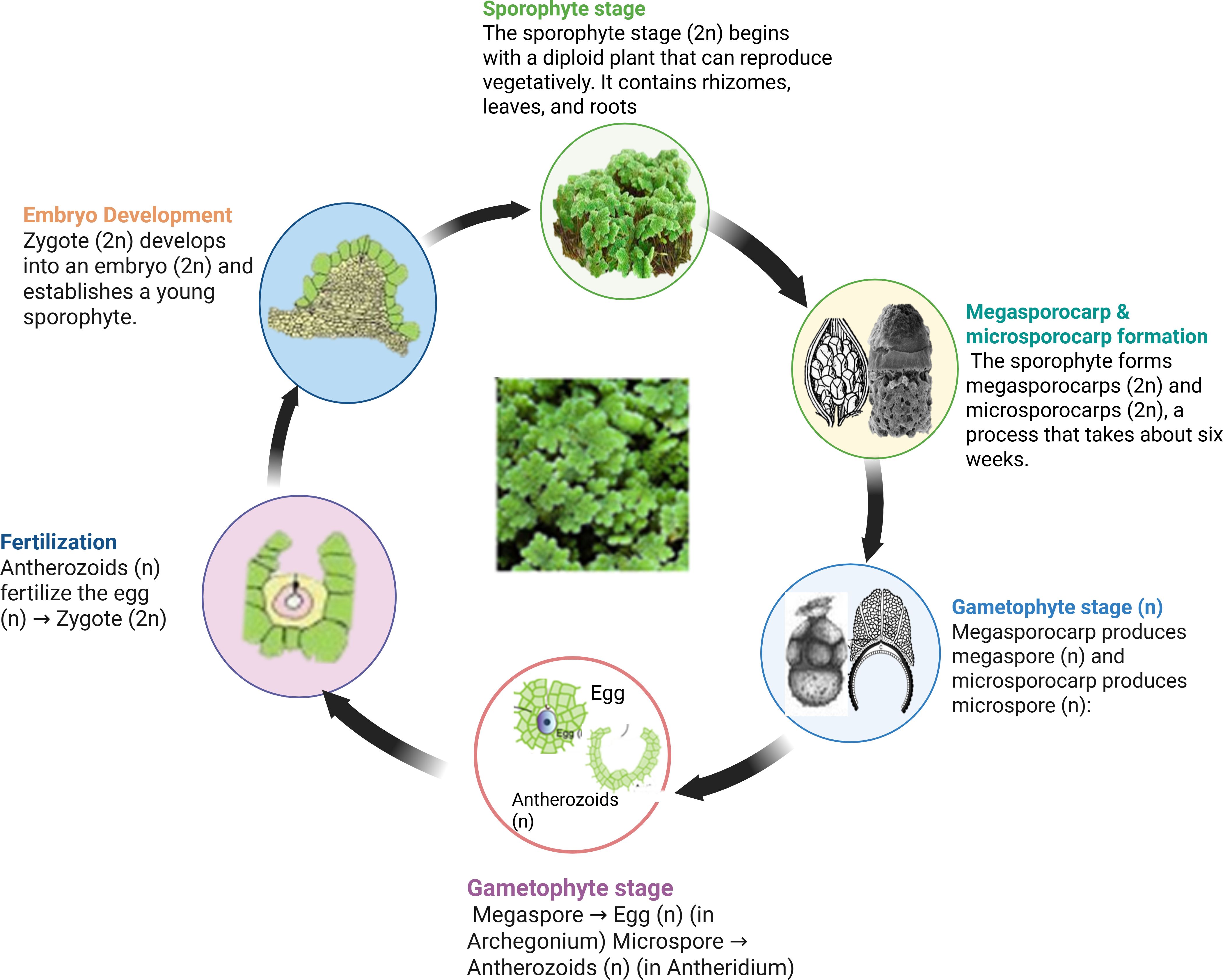 Life cycle diagram of a plant, illustrating stages from sporophyte to gametophyte. Key stages include sporophyte formation, megasporocarp and microsporocarp development, gametophyte production, fertilization, and embryo development. Arrows indicate the process taking two to four days, transitioning from zygote to embryo. Images of plant structures accompany each stage.