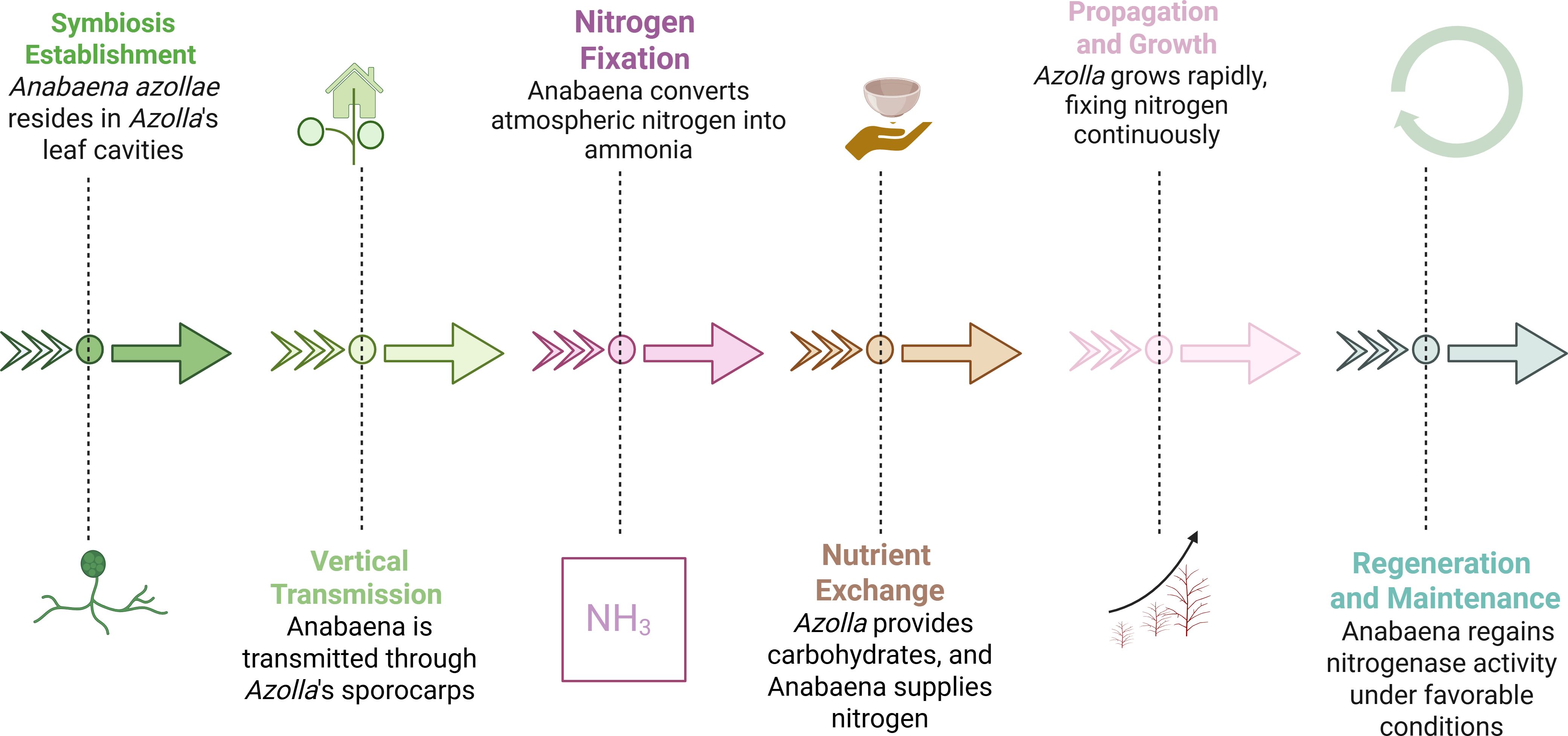 Flowchart illustrating the symbiotic cycle between Anabaena azollae and Azolla. Phases: Symbiosis Establishment, Vertical Transmission, Nitrogen Fixation, Nutrient Exchange, Propagation and Growth, and Regeneration and Maintenance. Each phase includes brief descriptions and arrows linking the stages.