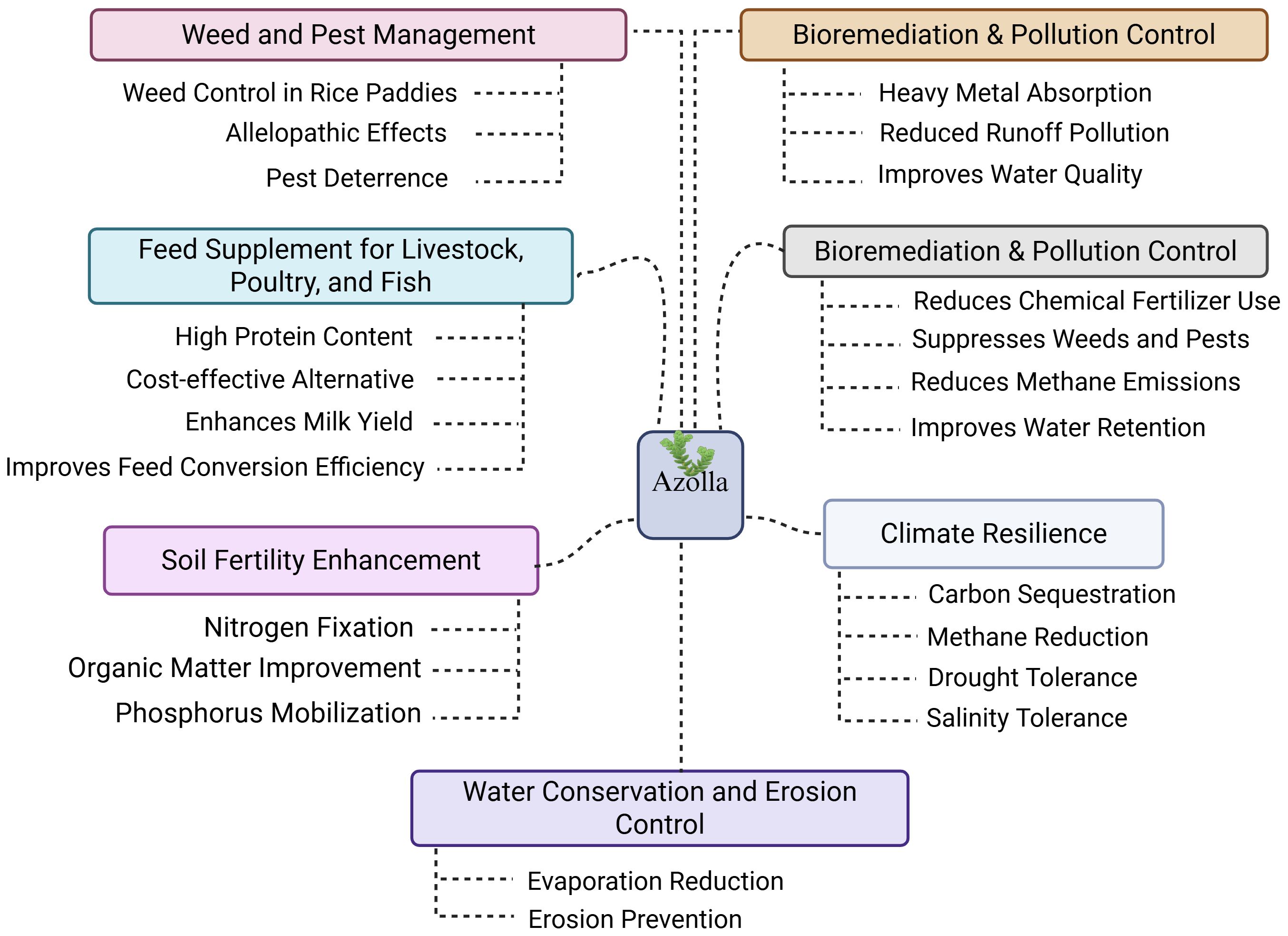Diagram illustrating the benefits of Azolla in various sectors: Weed and Pest Management, Feed Supplementation for Livestock, Soil Fertility, Bioremediation, Pollution Control, Climate Resilience, and Water Conservation. Key features include weed control, high protein content, nitrogen fixation, heavy metal absorption, carbon sequestration, and erosion prevention.
