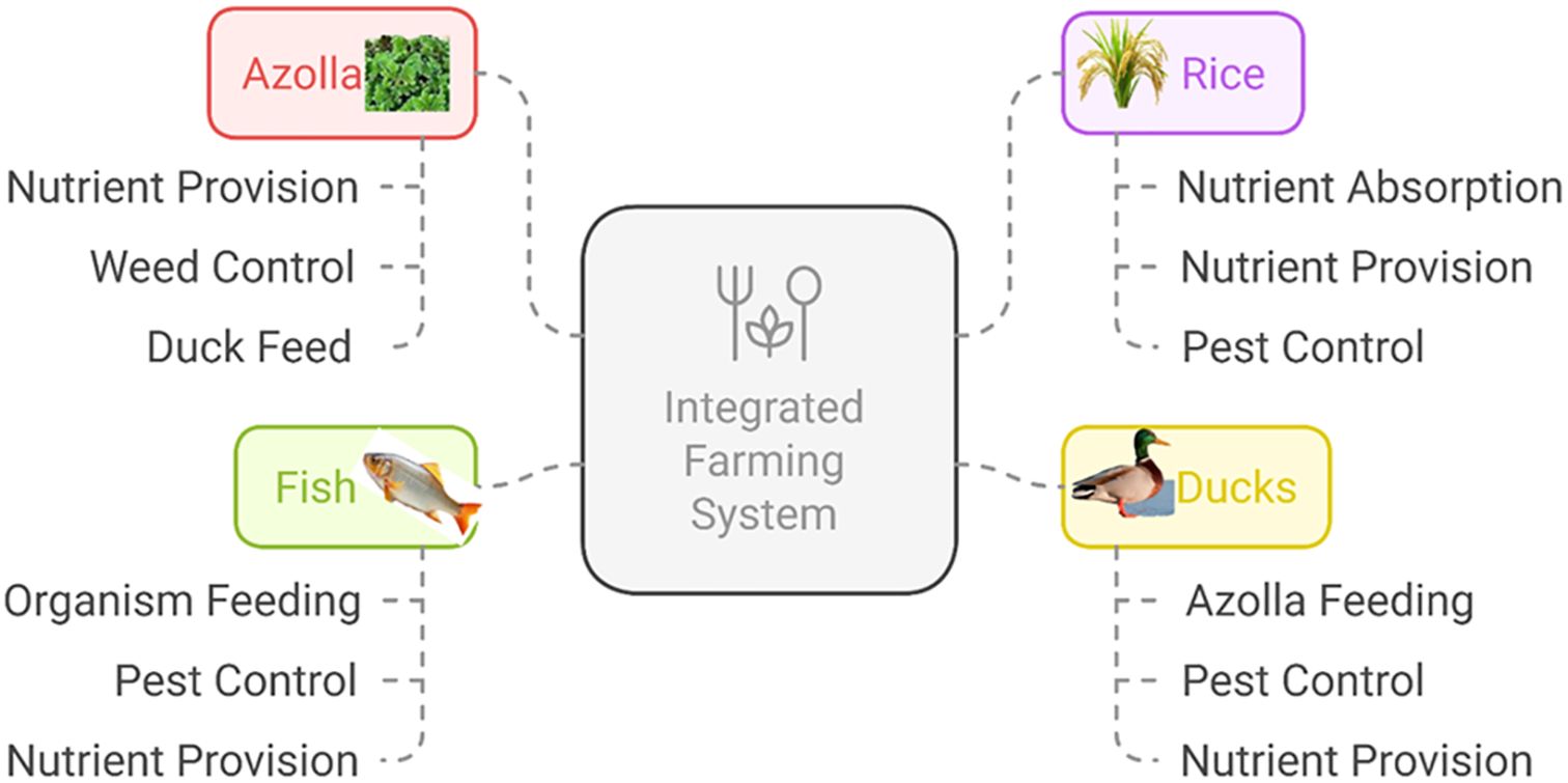 Diagram of an Integrated Farming System involving Azolla, rice, fish, and ducks. Azolla provides nutrients, weed control, and duck feed. Rice is involved in nutrient absorption and provides nutrients and pest control. Fish contribute to organism feeding, pest control, and nutrient provision. Ducks feed on Azolla and aid in pest control and nutrient provision.